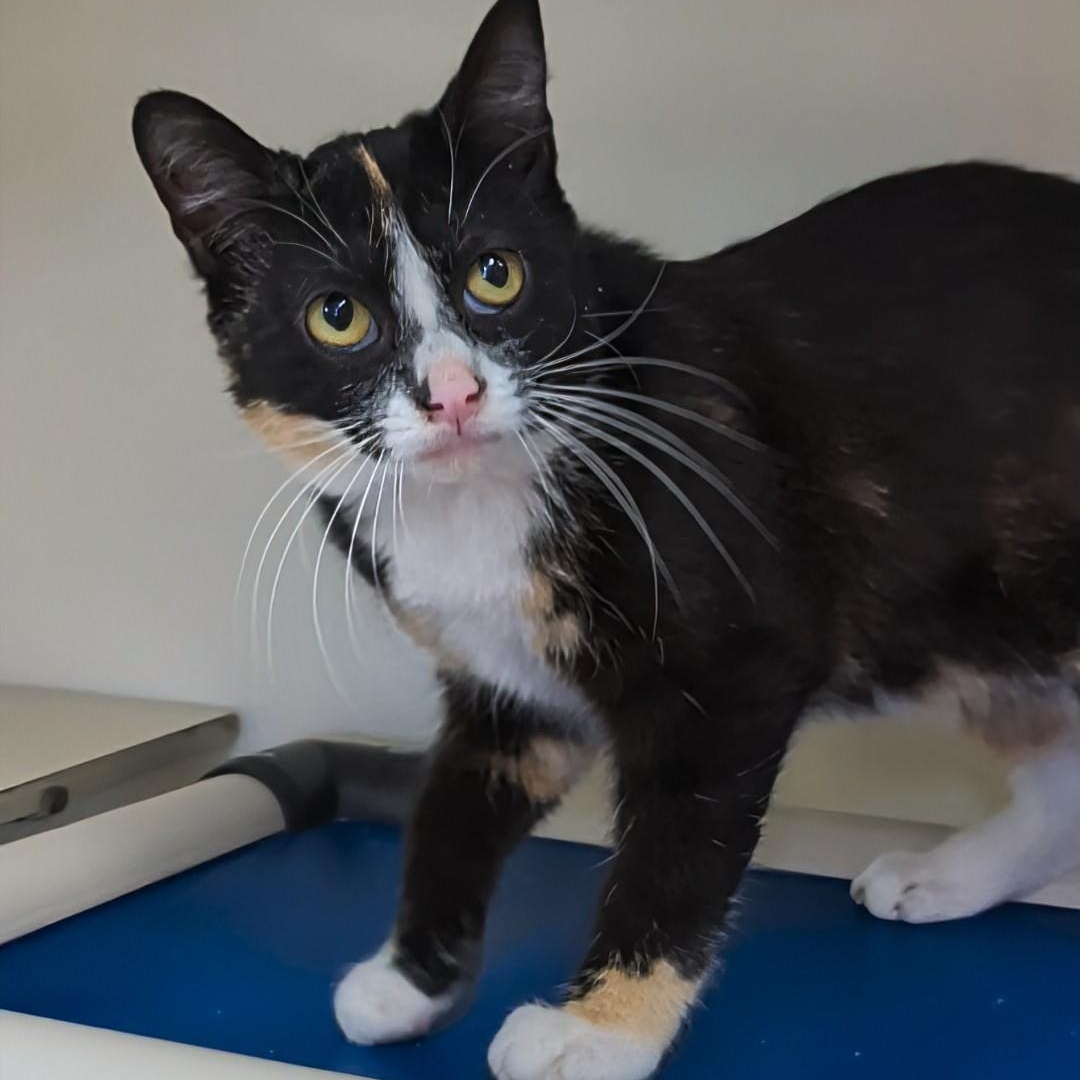 Richochet - Best friends with her sister, Sally, an adopted Domestic Short Hair in West Jefferson, OH image 5/6