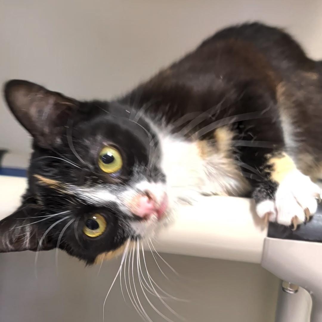 Richochet - Best friends with her sister, Sally, an adopted Domestic Short Hair in West Jefferson, OH image 6/6