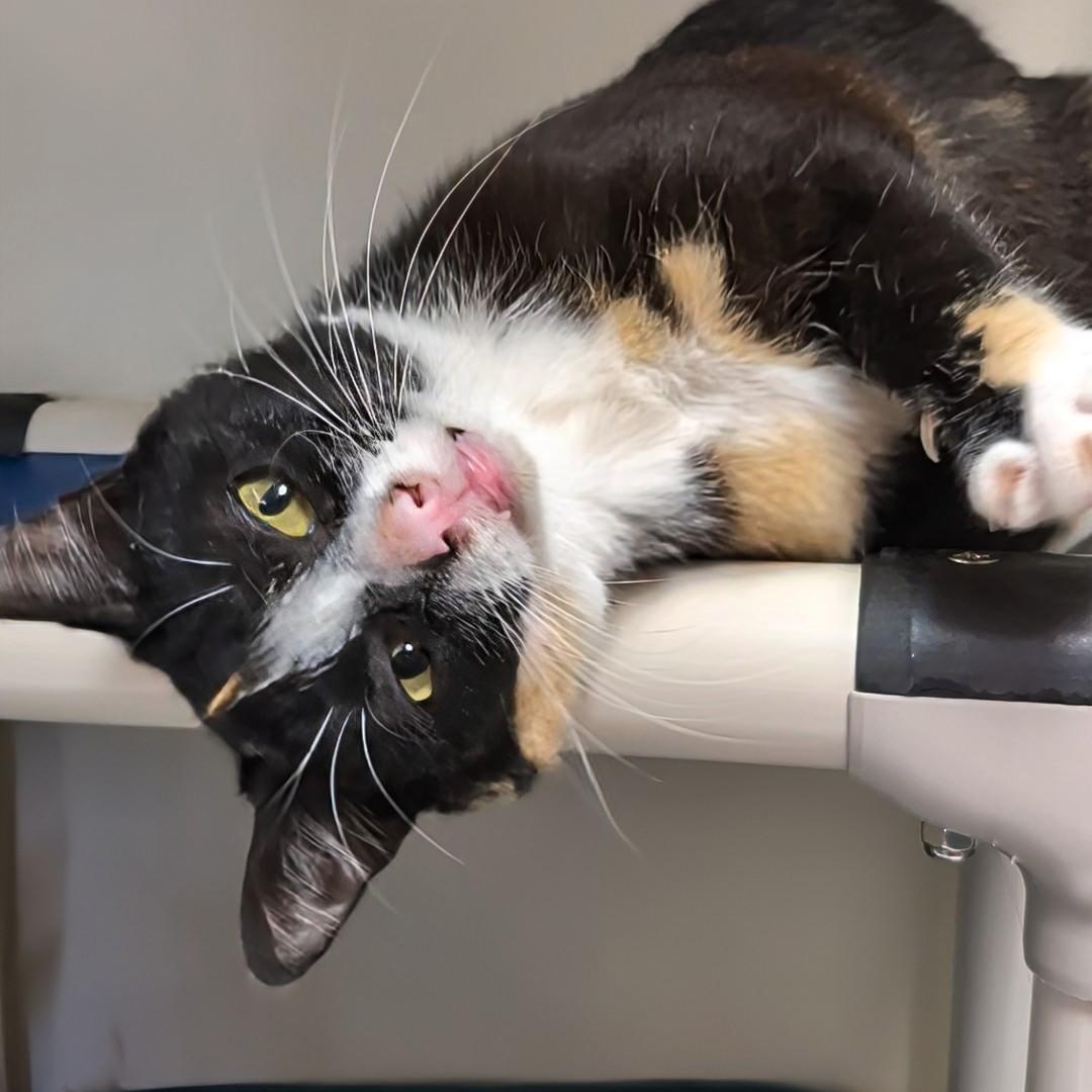 Richochet - Best friends with her sister, Sally, an adopted Domestic Short Hair in West Jefferson, OH image 1/6