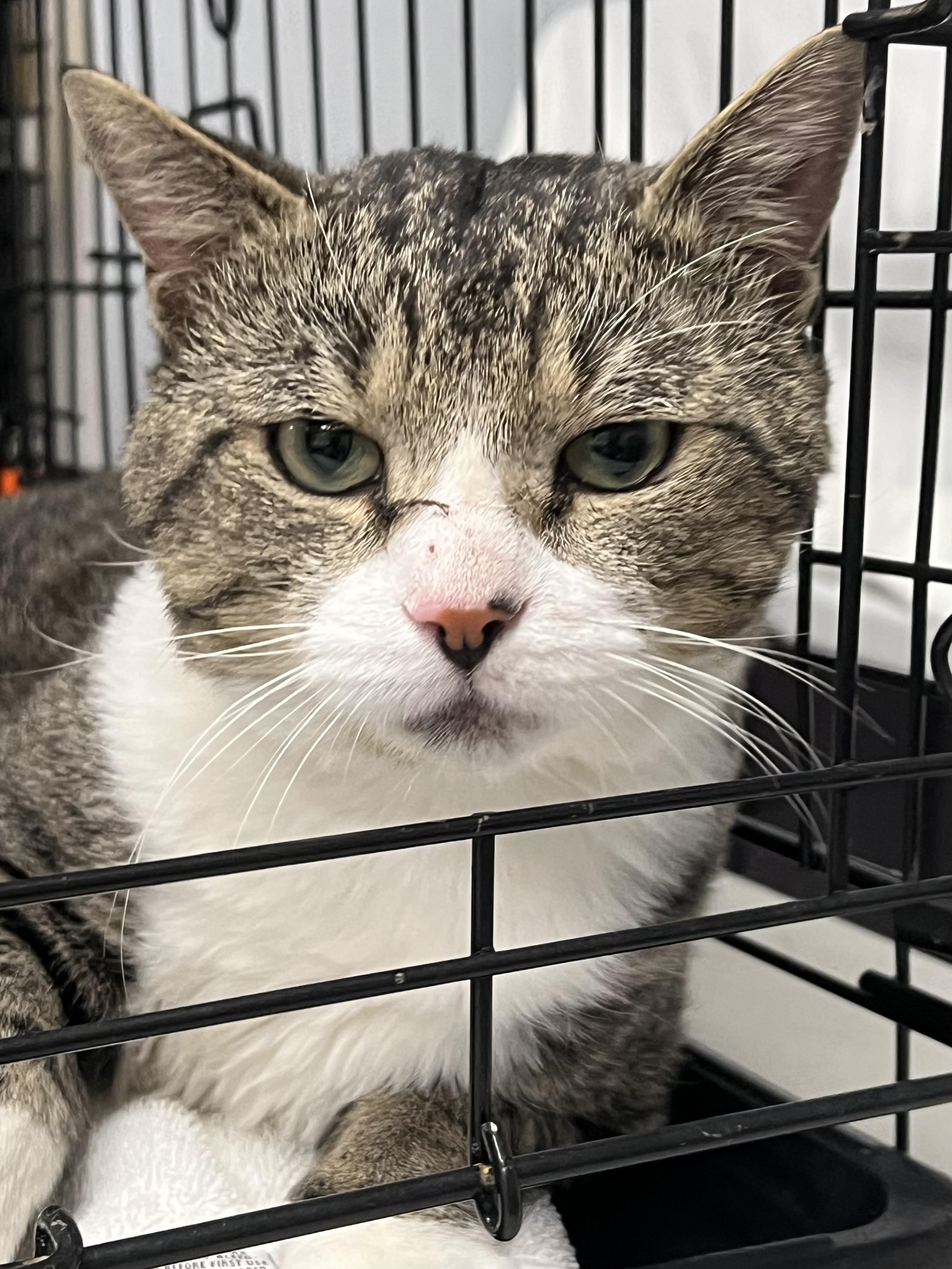 Ernie, Adoptable, Adult Male Domestic Short Hair.