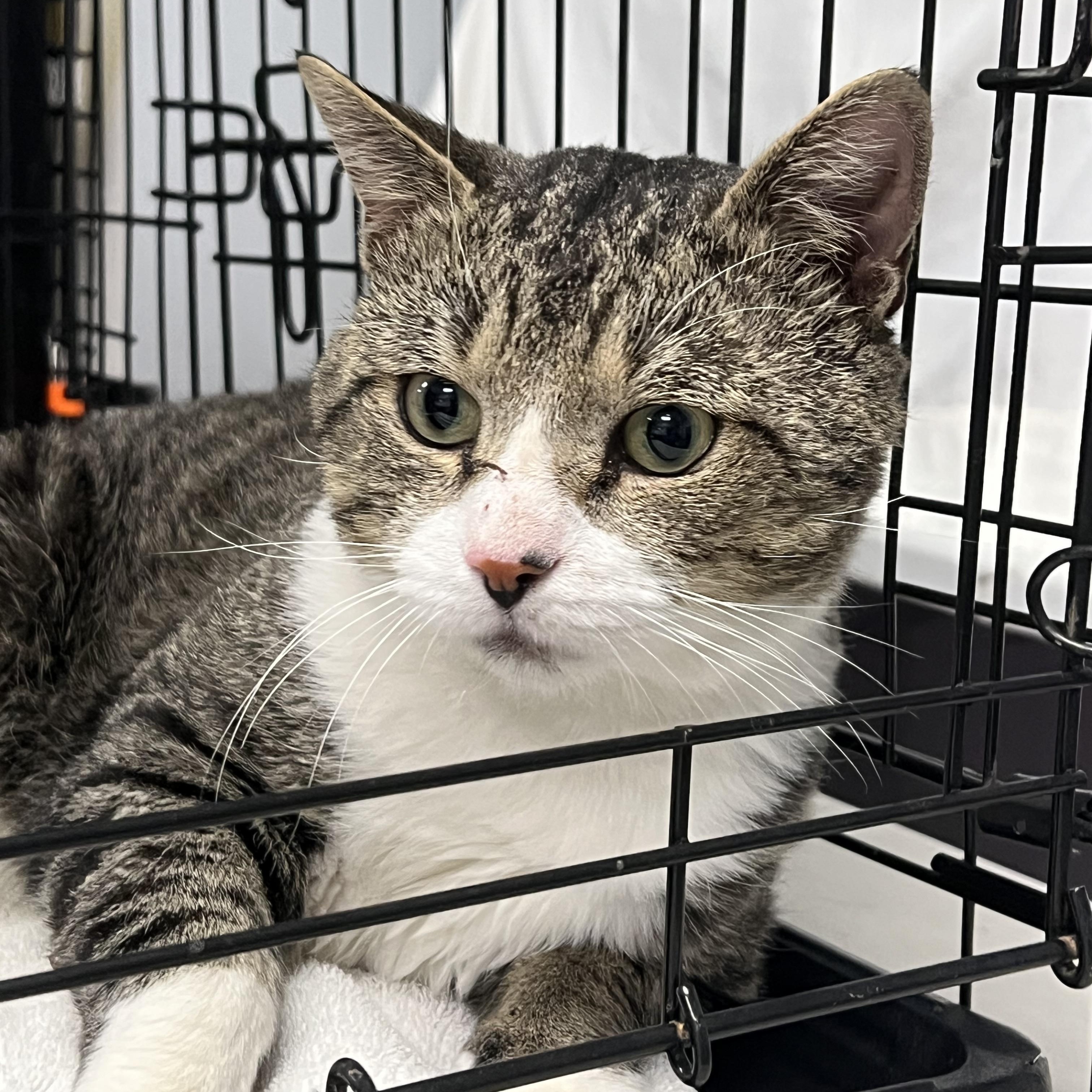 Ernie, a Adoptable Domestic Short Hair in Johnston, RI image 2/6