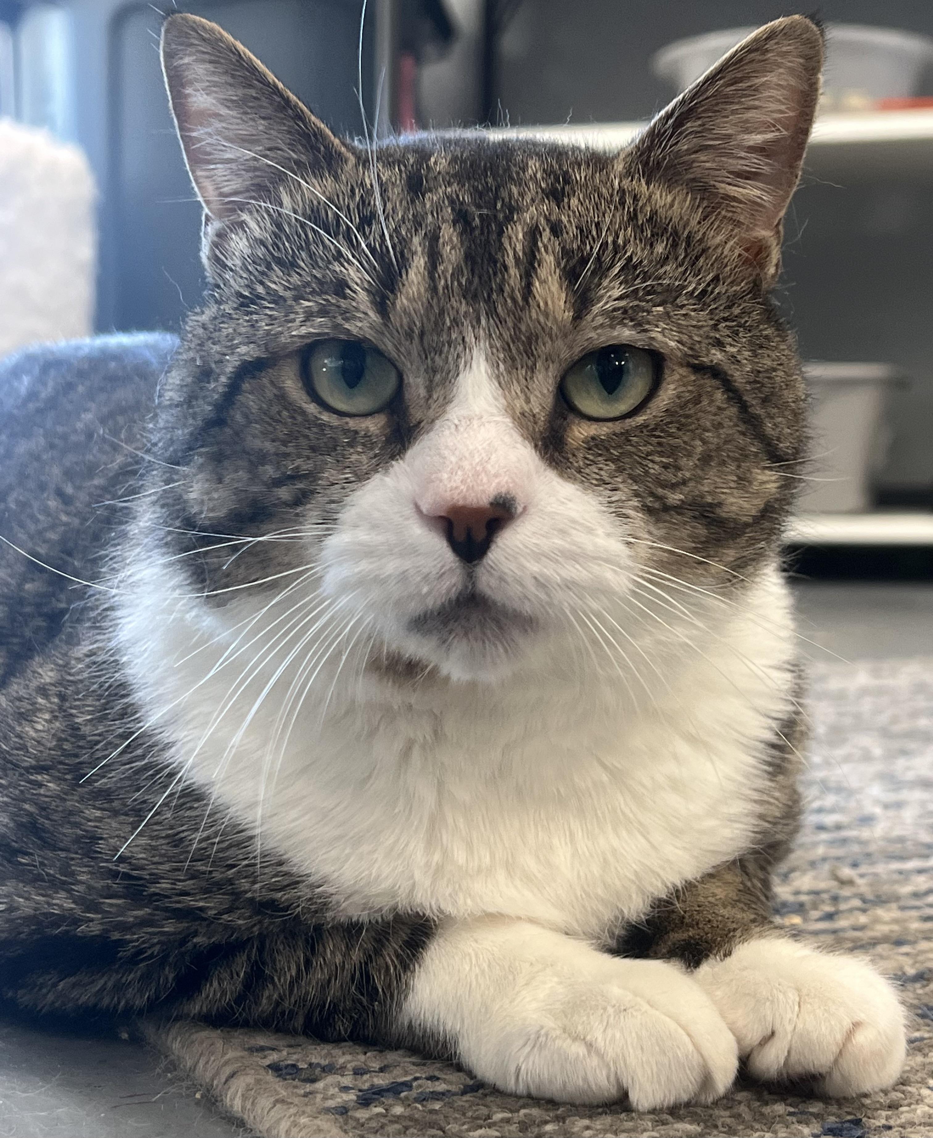 Enlarge Ernie, a Adoptable Domestic Short Hair in Johnston, RI image 1/6