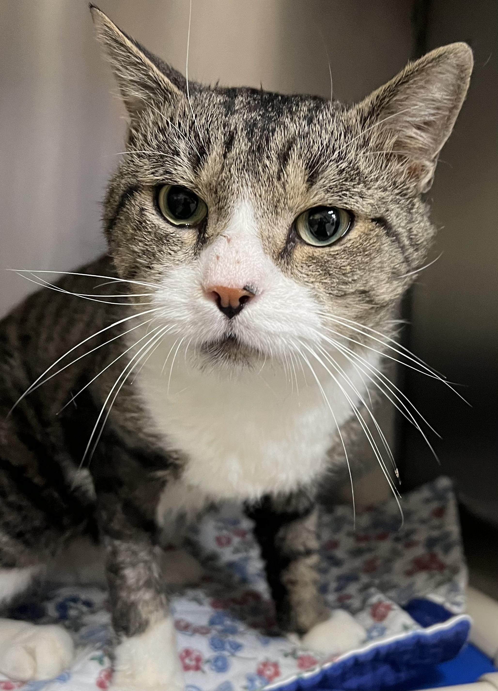 Ernie, a Adoptable Domestic Short Hair in Johnston, RI image 4/6