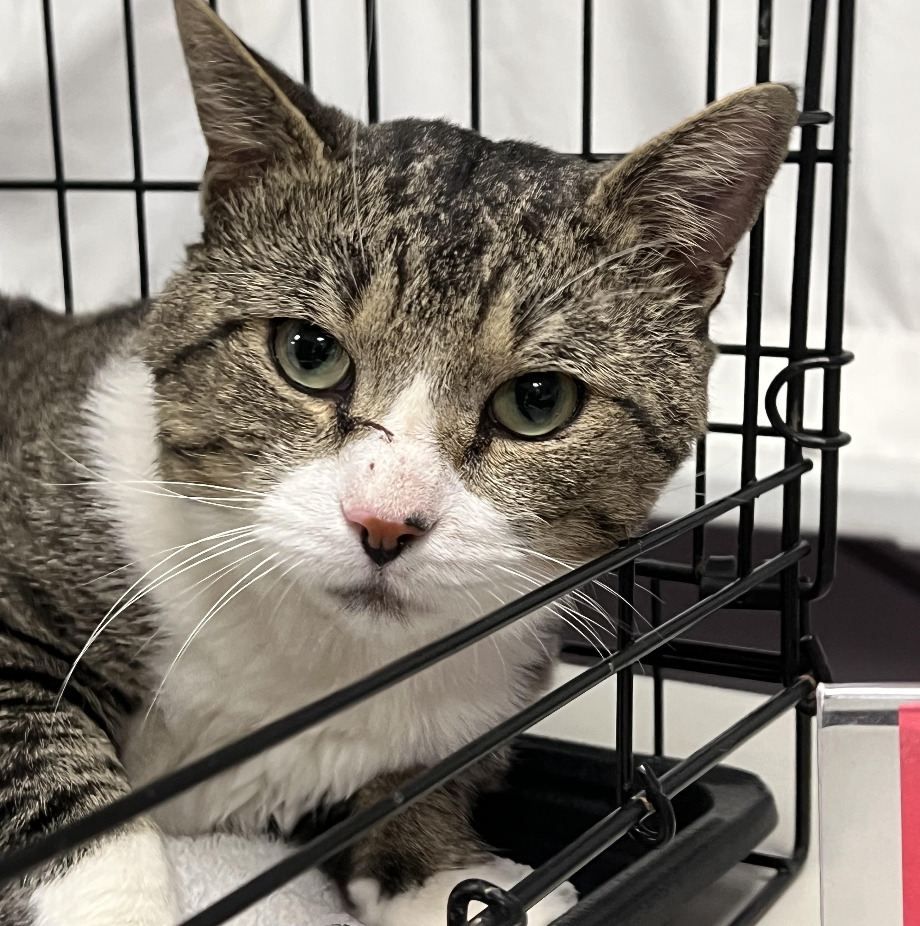 Ernie, a Adoptable Domestic Short Hair in Johnston, RI image 5/6