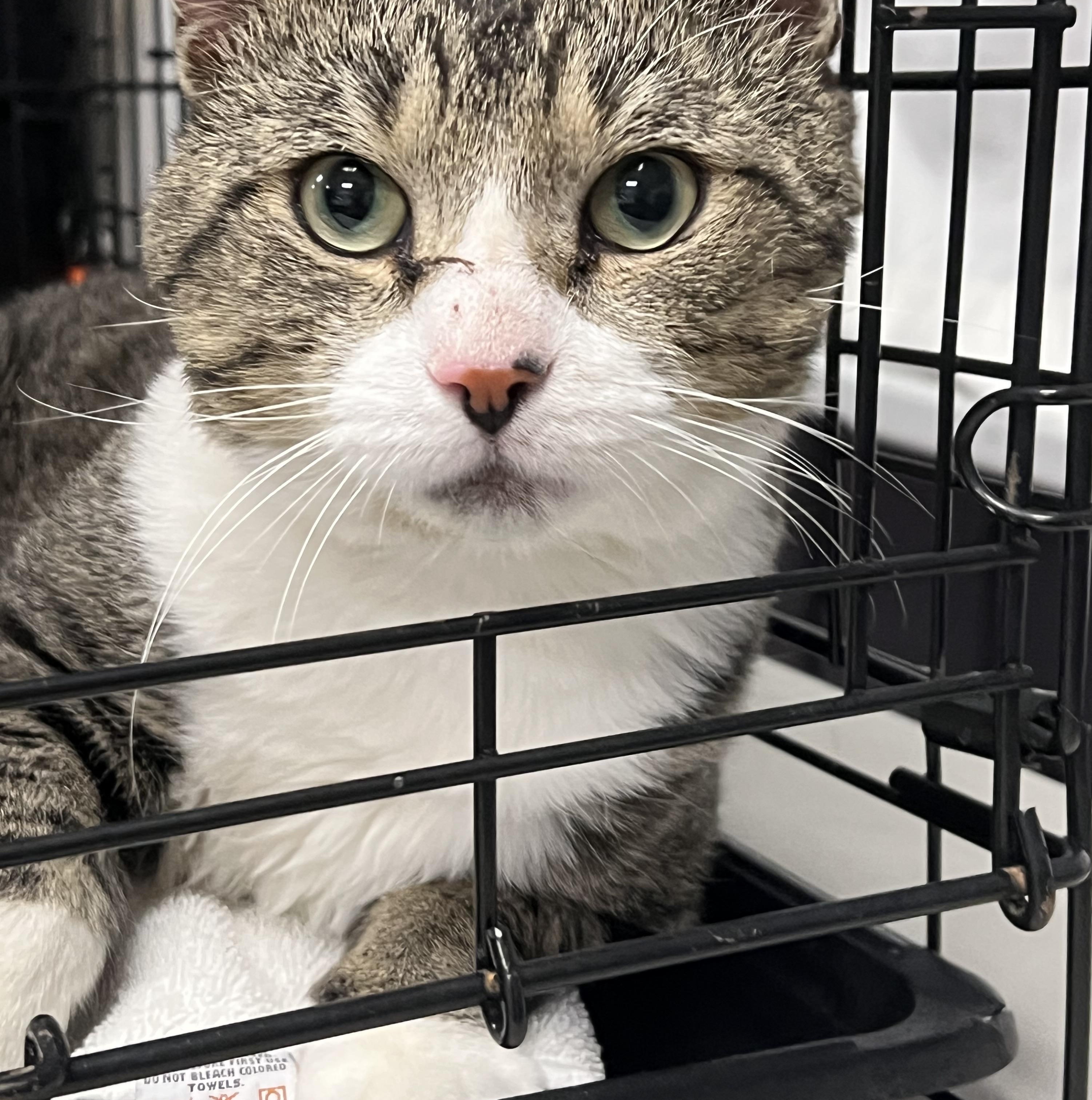 Ernie, a Adoptable Domestic Short Hair in Johnston, RI image 6/6