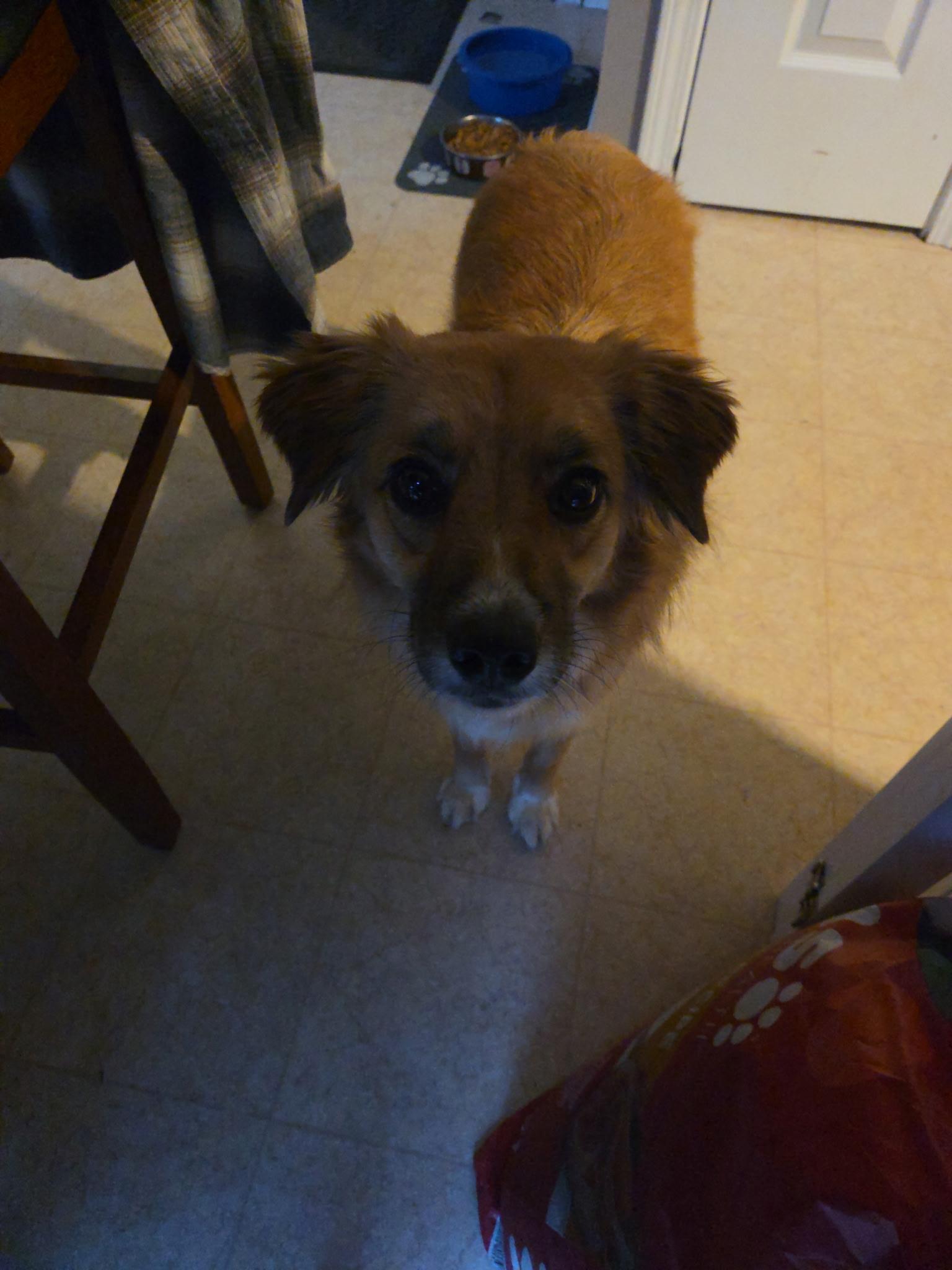 Enlarge Betty, an adopted mixed breed in Jeffersonville, IN image 3/6