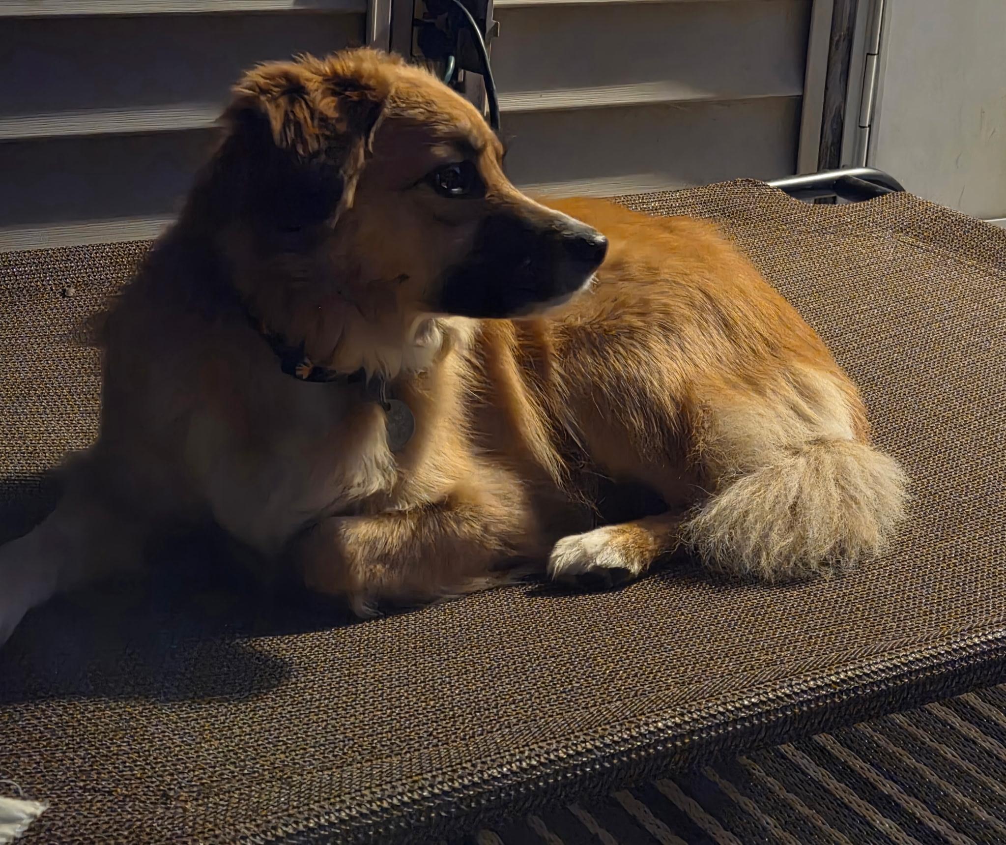 Enlarge Betty, an adopted mixed breed in Jeffersonville, IN image 6/6