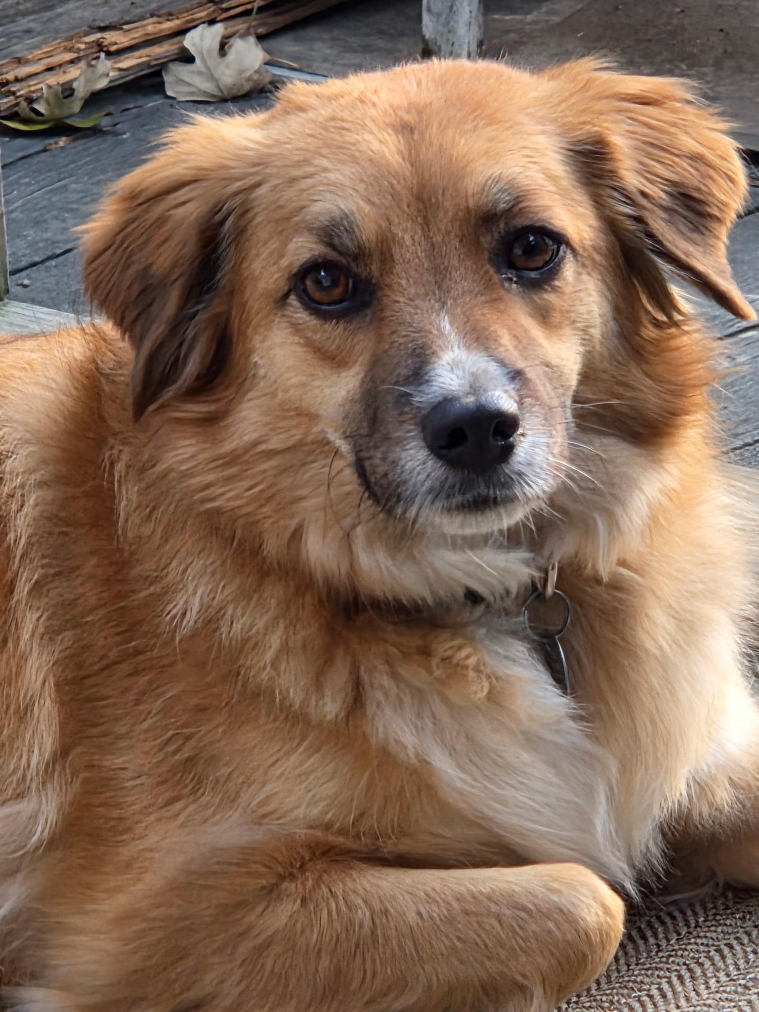 Enlarge Betty, an adopted mixed breed in Jeffersonville, IN image 1/6