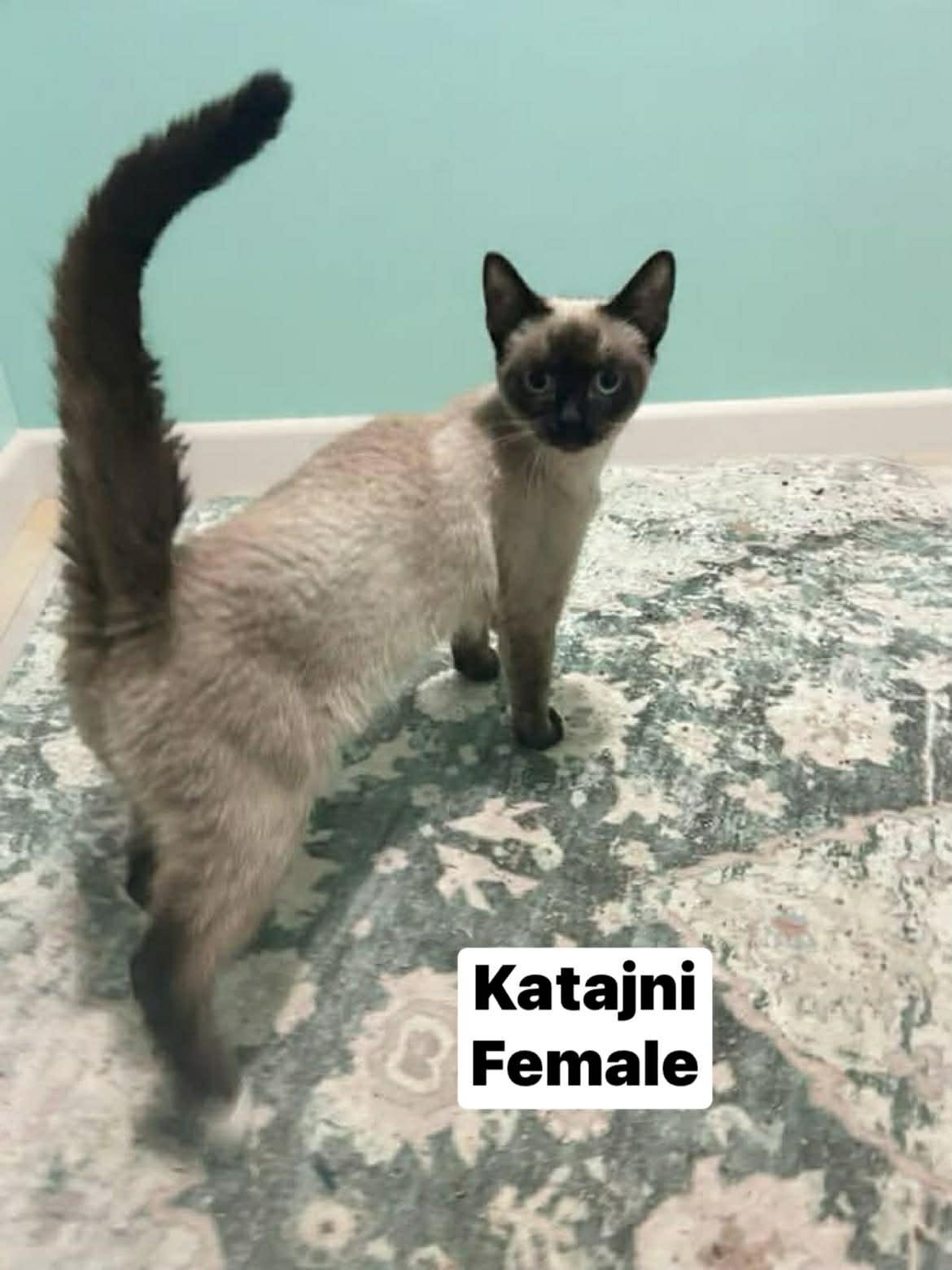 Enlarge Katajni, a ADOPTABLE mixed breed in Parma, OH image 1/1
