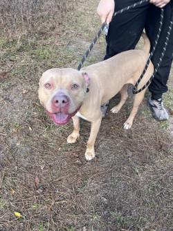 Luke, adoptable, Adult Male American Staffordshire Terrier & Pit Bull Terrier.