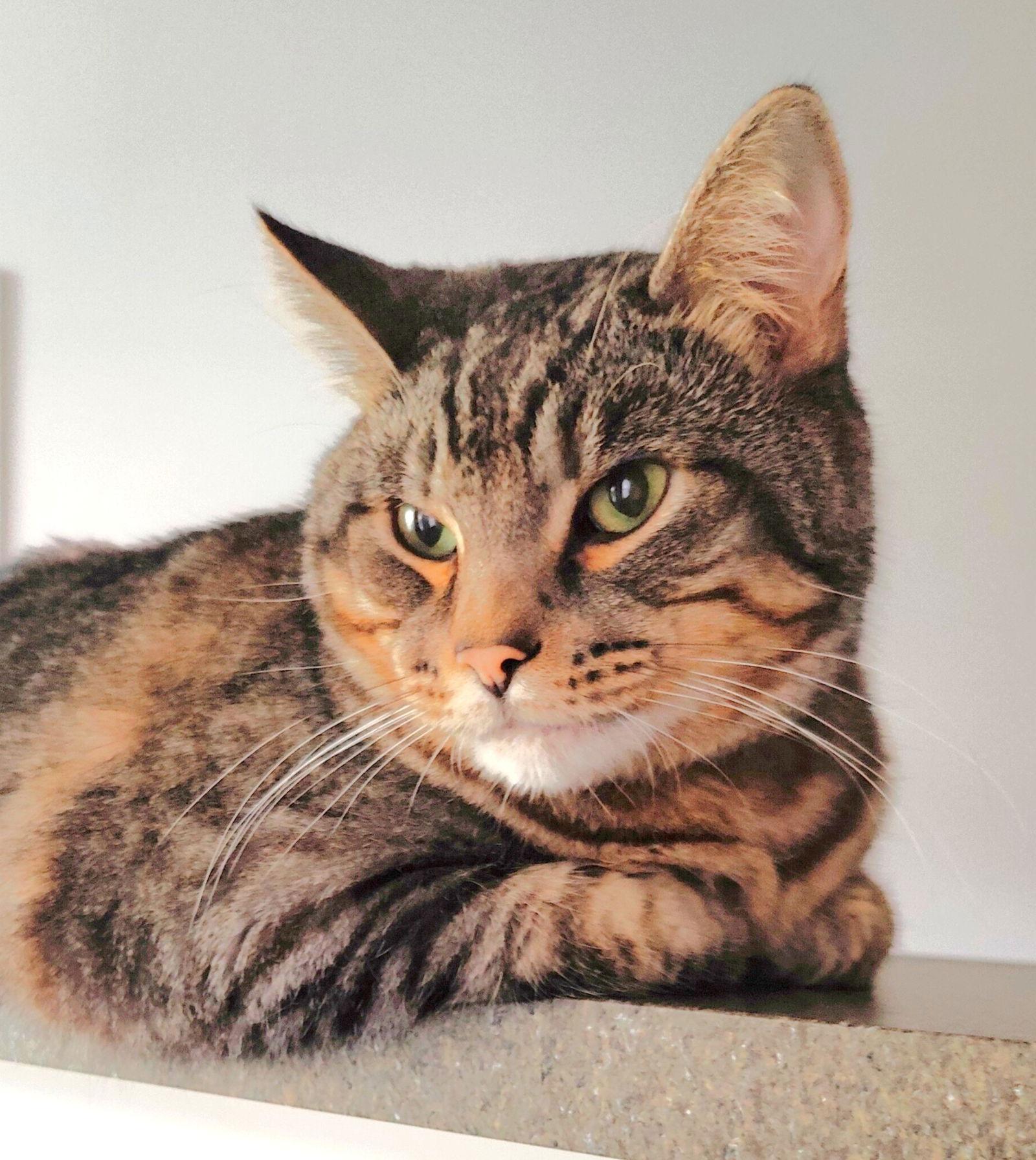 Gleason, Adoptable, Adult Male Domestic Short Hair.