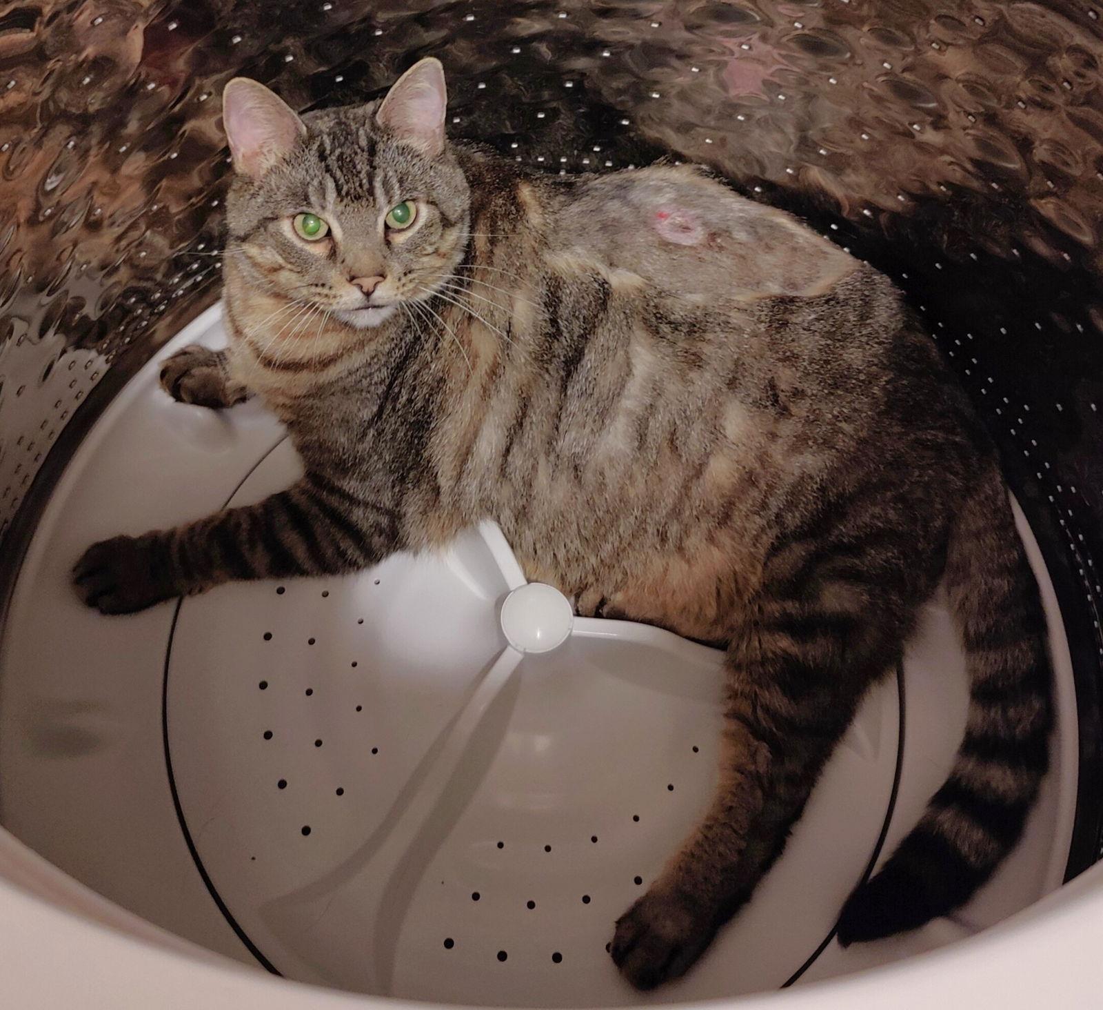 Gleason, a Adoptable Domestic Short Hair in Shawnee, KS image 2/3