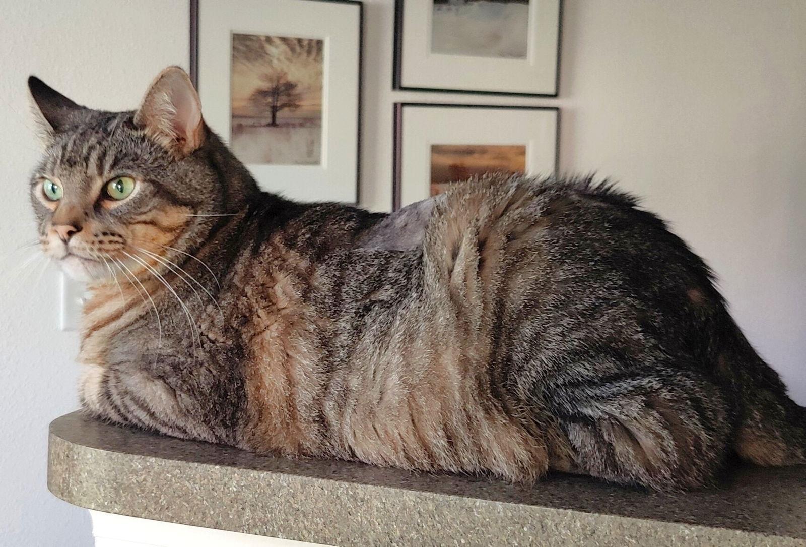 Gleason, a Adoptable Domestic Short Hair in Shawnee, KS image 3/3