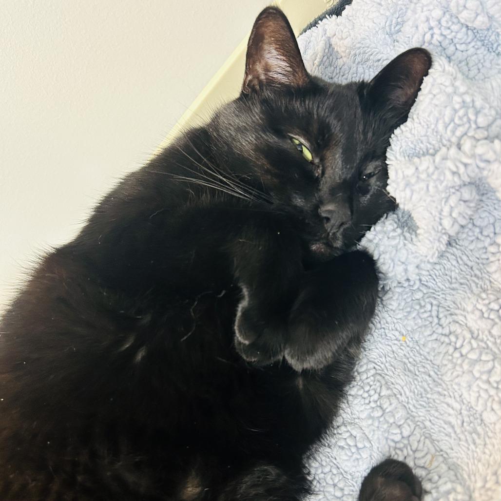 Enlarge Zach, a Adoptable Domestic Short Hair in Brockton, MA image 1/4