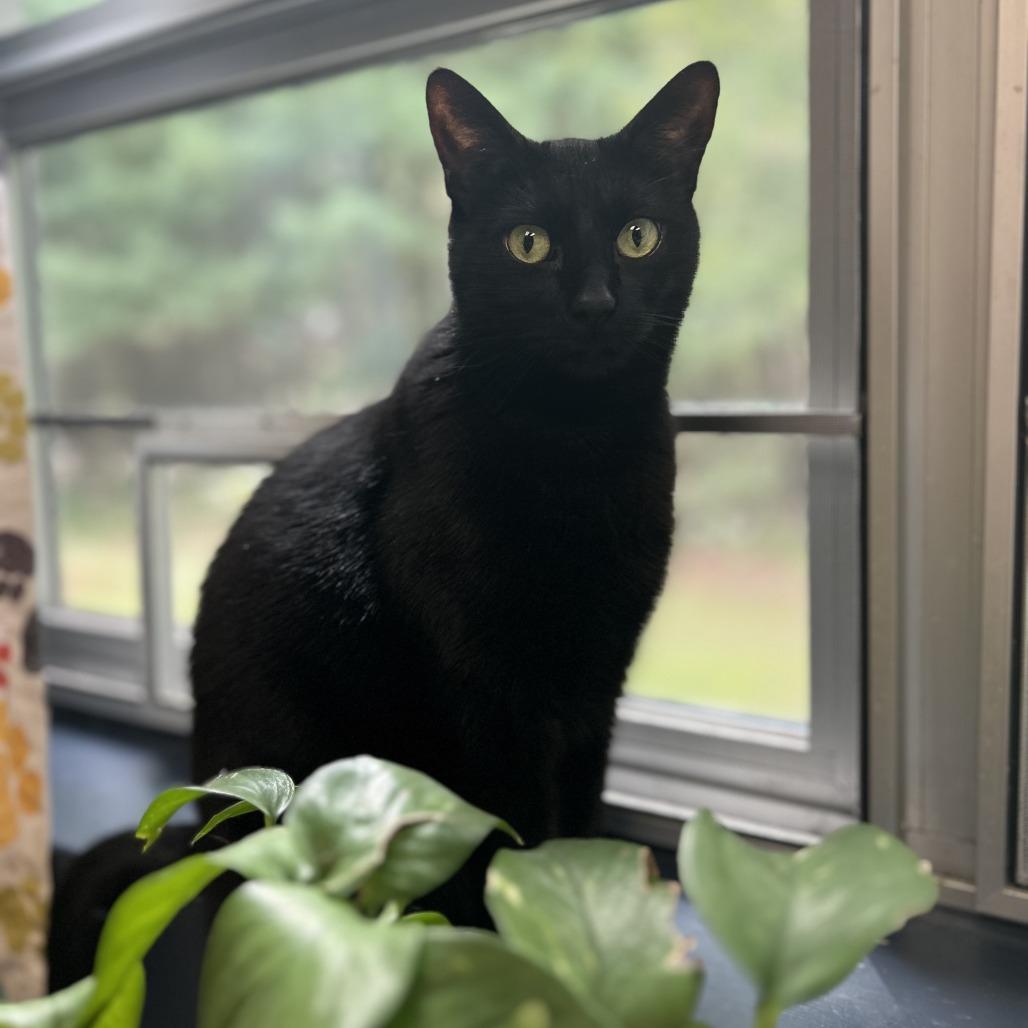 Enlarge Zach, a Adoptable Domestic Short Hair in Brockton, MA image 2/4