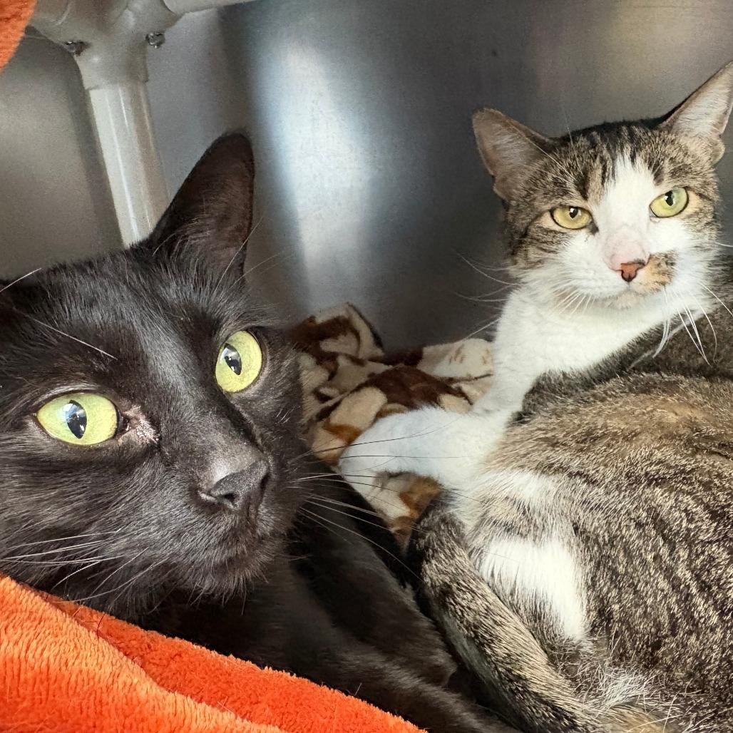 Enlarge Zach, a Adoptable Domestic Short Hair in Brockton, MA image 3/4