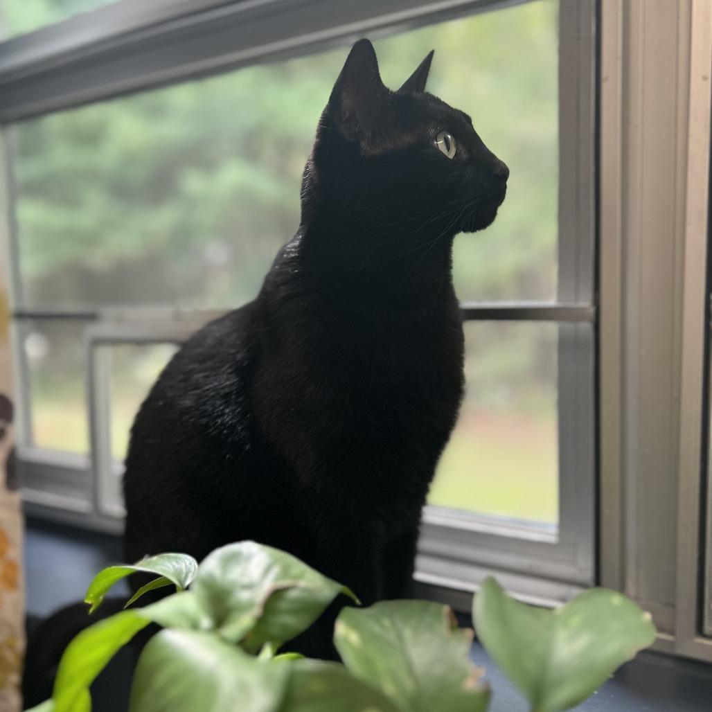 Enlarge Zach, a Adoptable Domestic Short Hair in Brockton, MA image 4/4