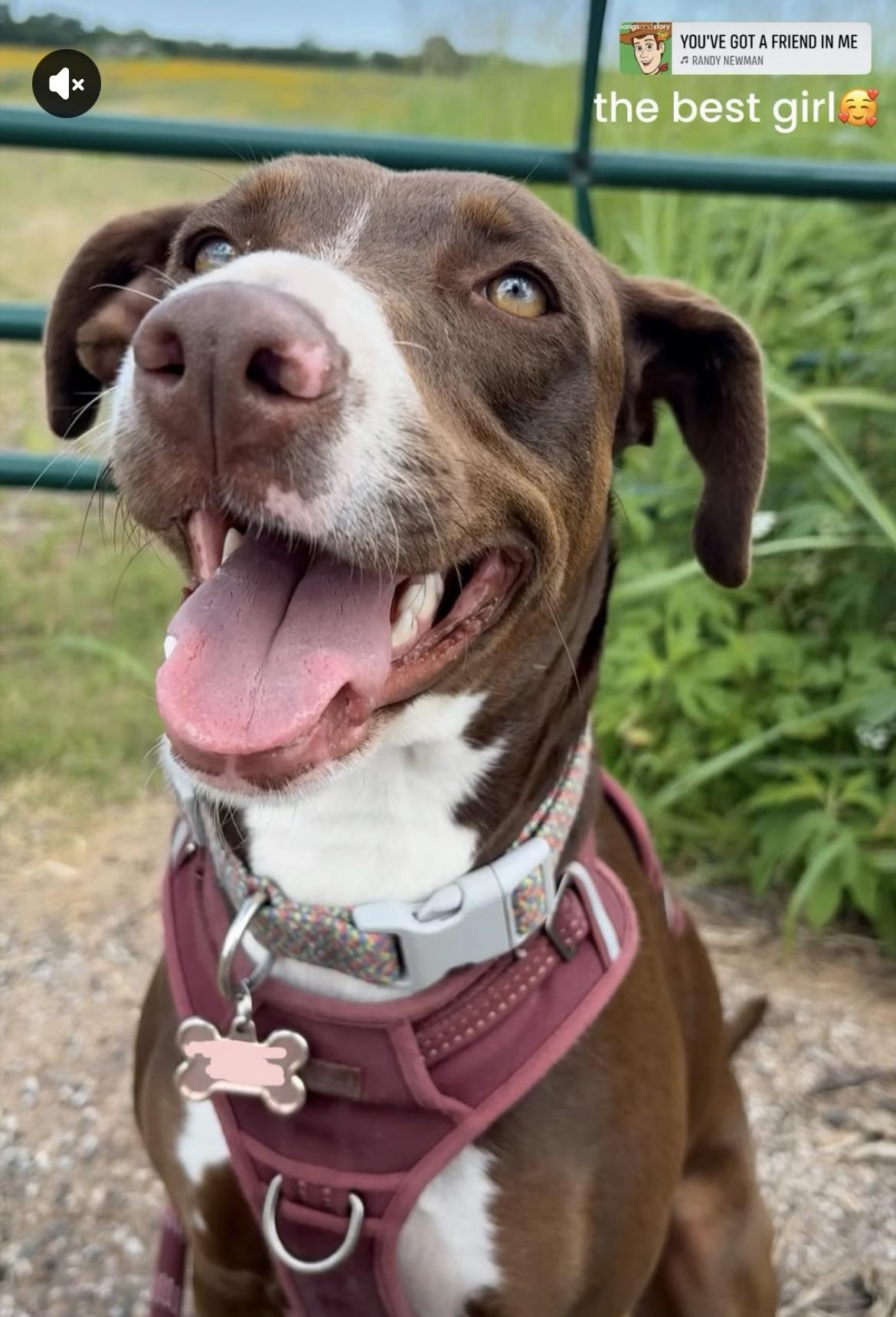Ruby, ADOPTABLE, Adult Female Pit Bull Terrier & Pointer.