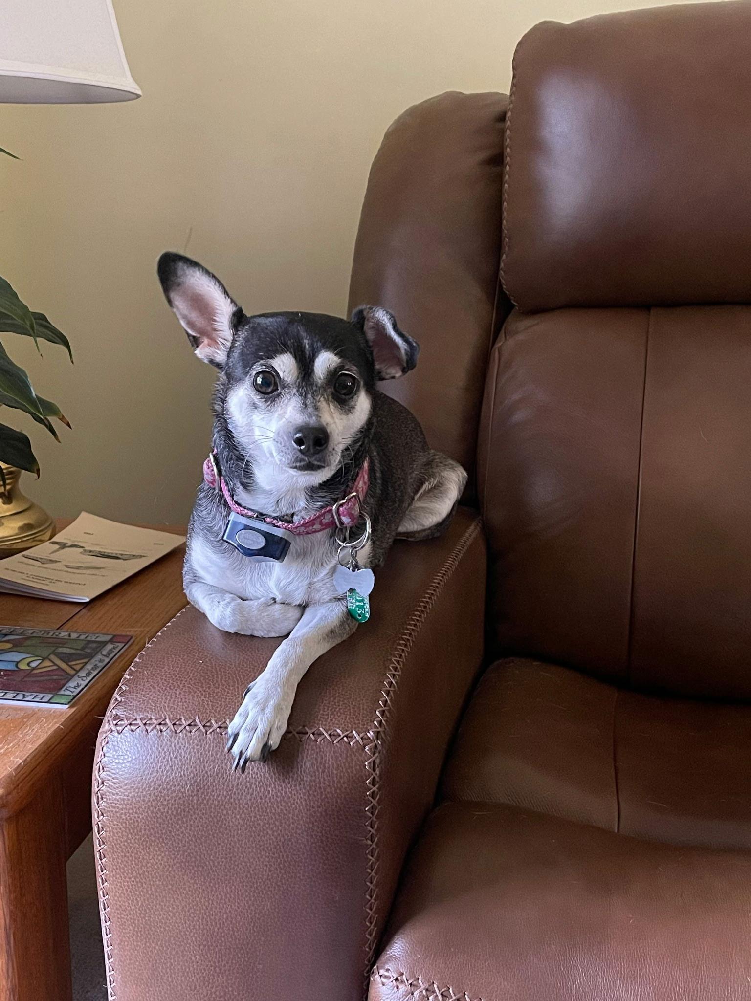 Gracie Mae, Adopted, Adult Female Chihuahua.