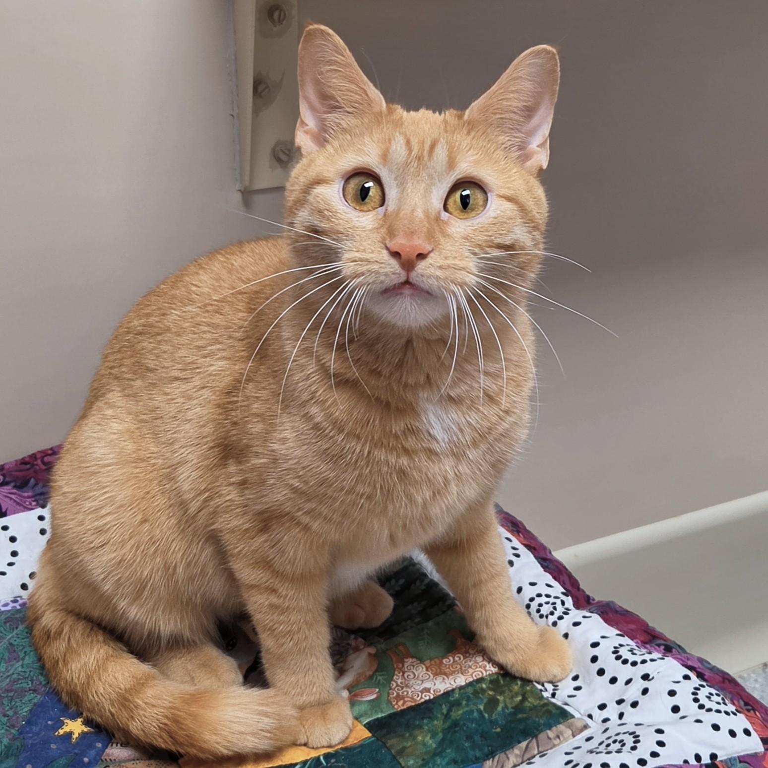 Enlarge Tippi, a ADOPTABLE Domestic Short Hair in Marshfield, WI image 3/6