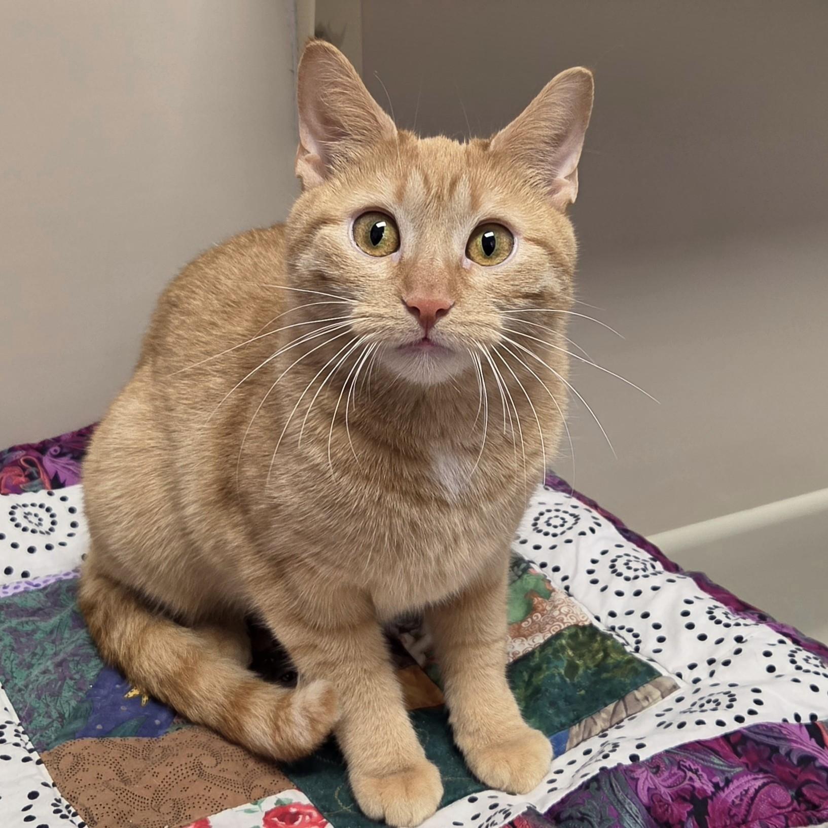 Enlarge Tippi, a ADOPTABLE Domestic Short Hair in Marshfield, WI image 2/6