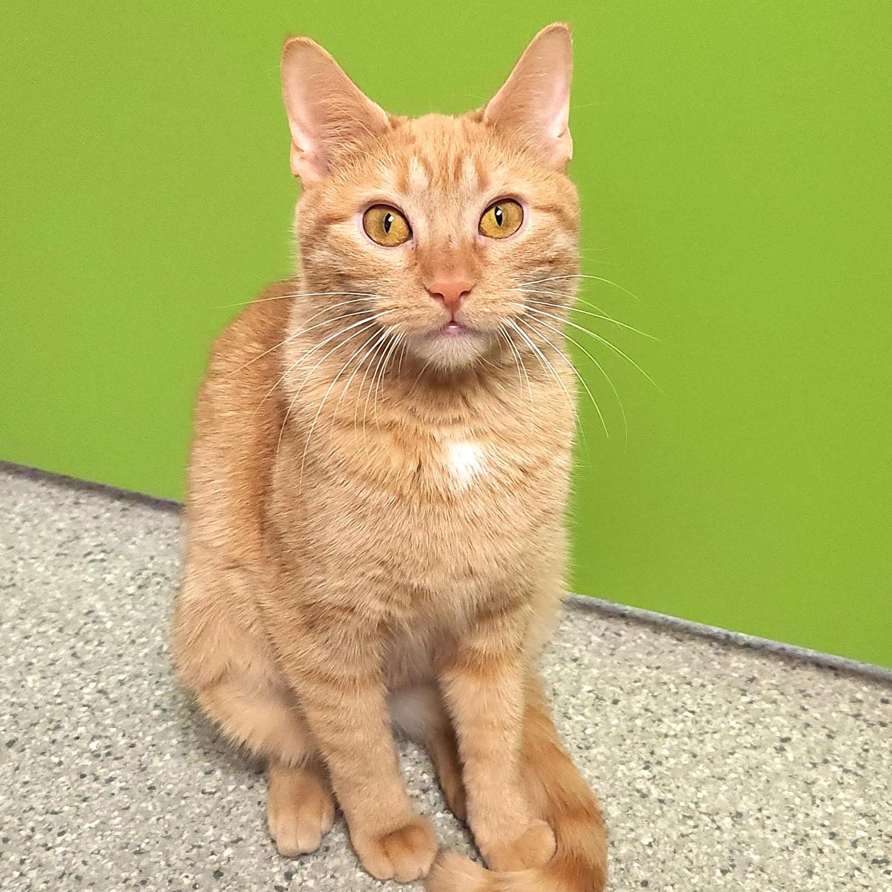 Enlarge Tippi, a ADOPTABLE Domestic Short Hair in Marshfield, WI image 5/6