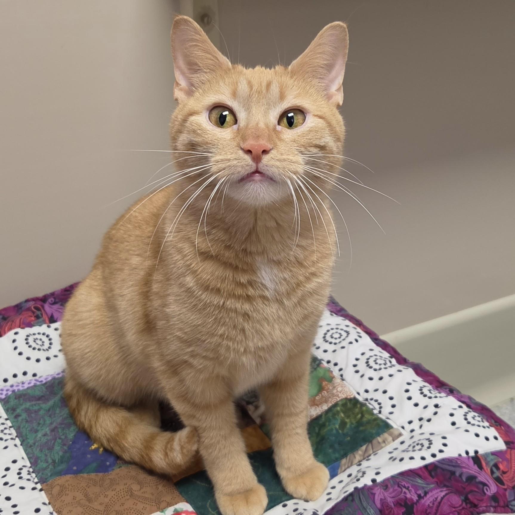 Tippi, ADOPTABLE, Young Female Domestic Short Hair.