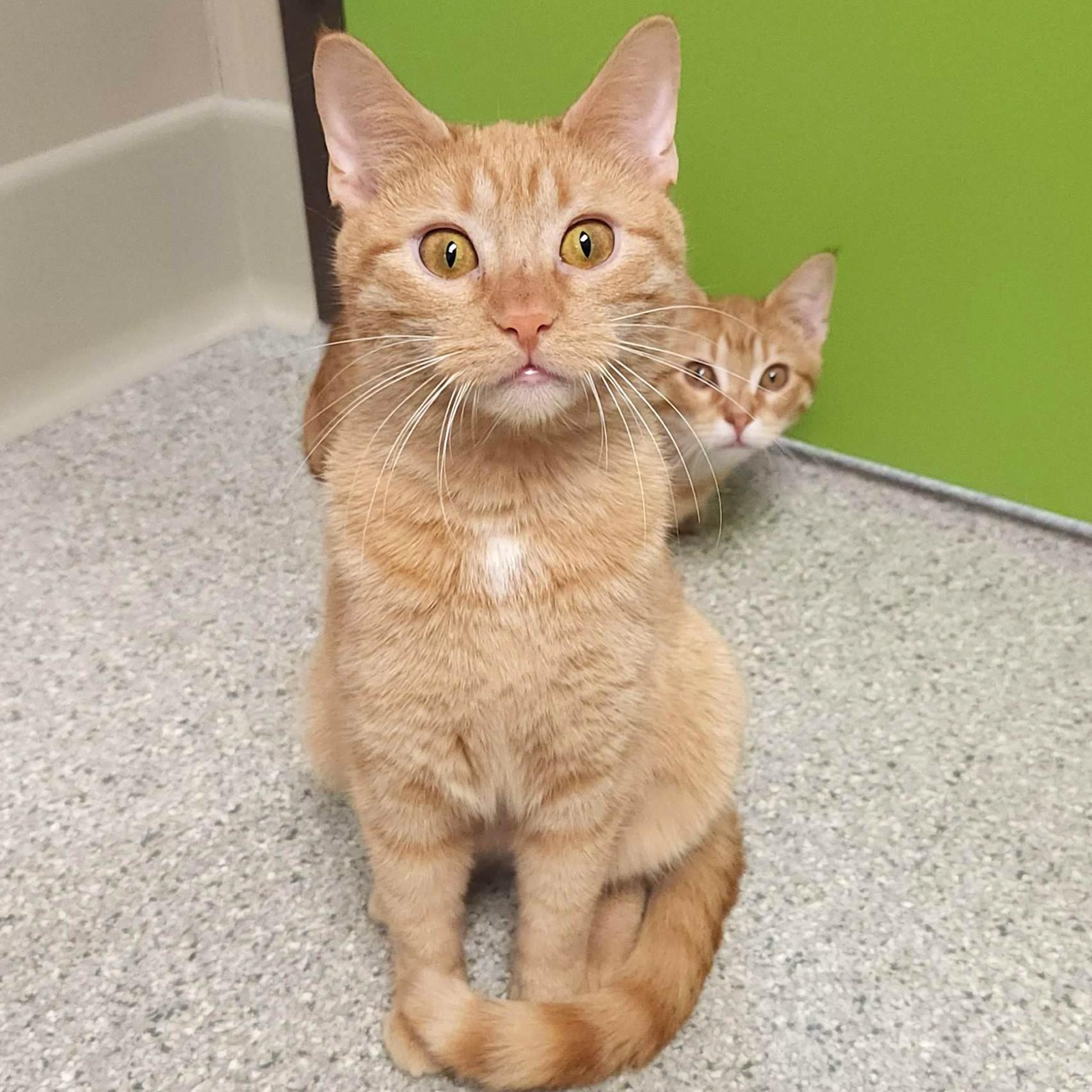 Enlarge Tippi, a ADOPTABLE Domestic Short Hair in Marshfield, WI image 1/6