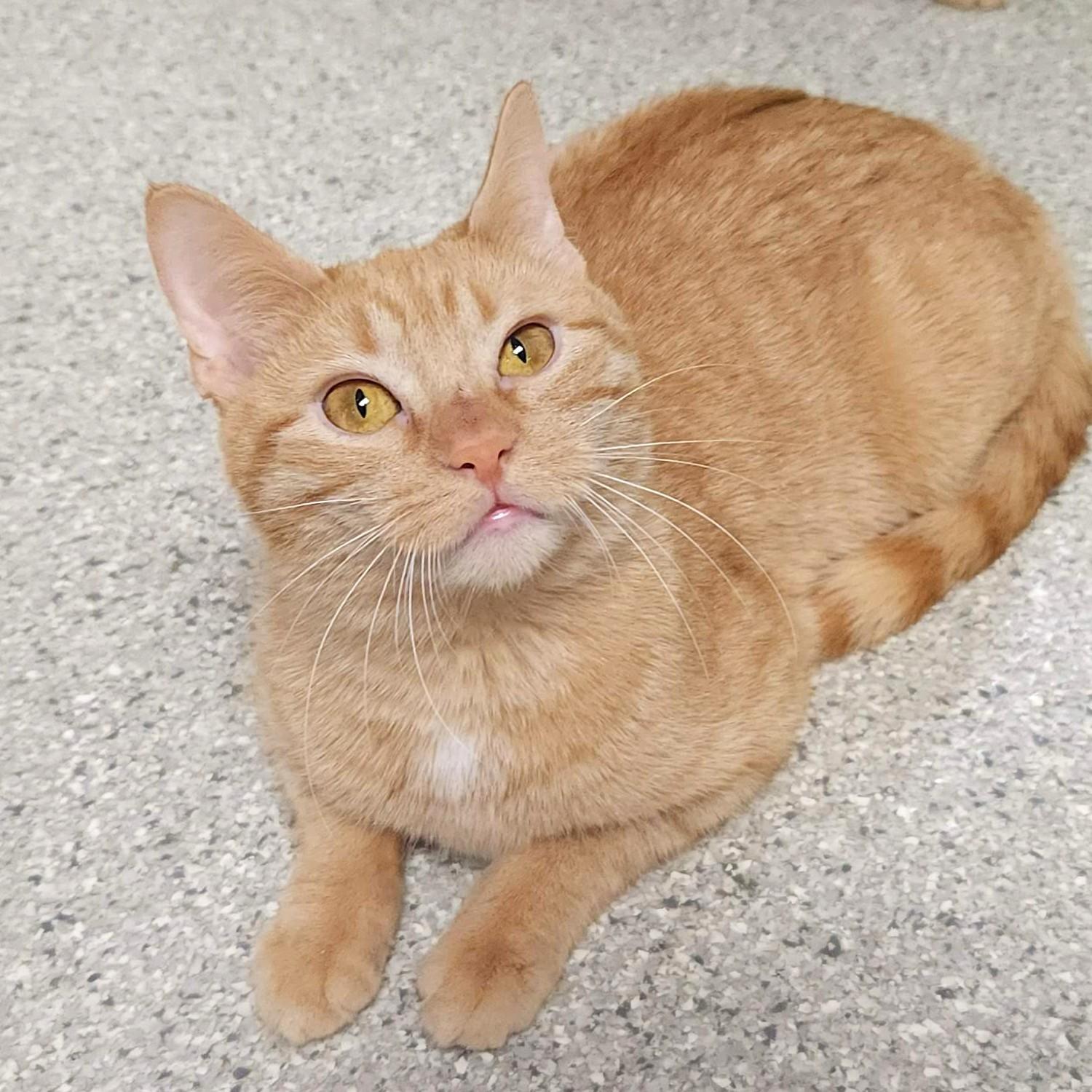 Enlarge Tippi, a ADOPTABLE Domestic Short Hair in Marshfield, WI image 4/6