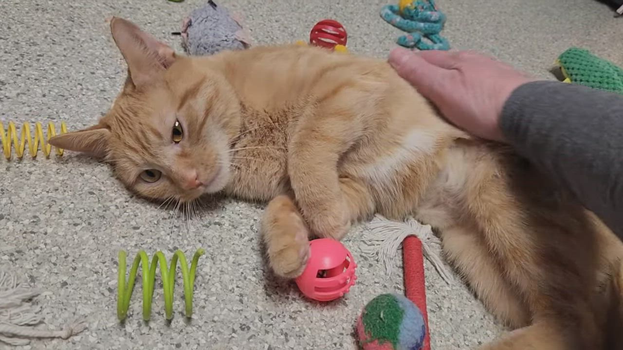 Enlarge Tippi, a ADOPTABLE Domestic Short Hair in Marshfield, WI video 6/6