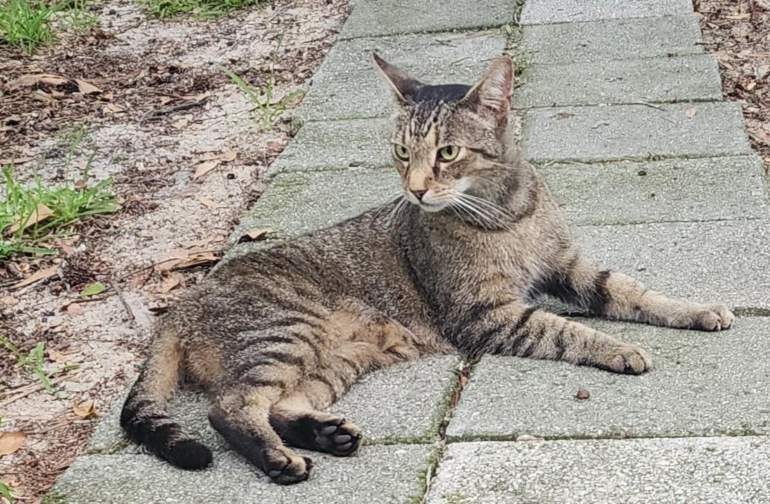 Enlarge Morty, a Adoptable Domestic Short Hair in Wilmington, NC image 3/4