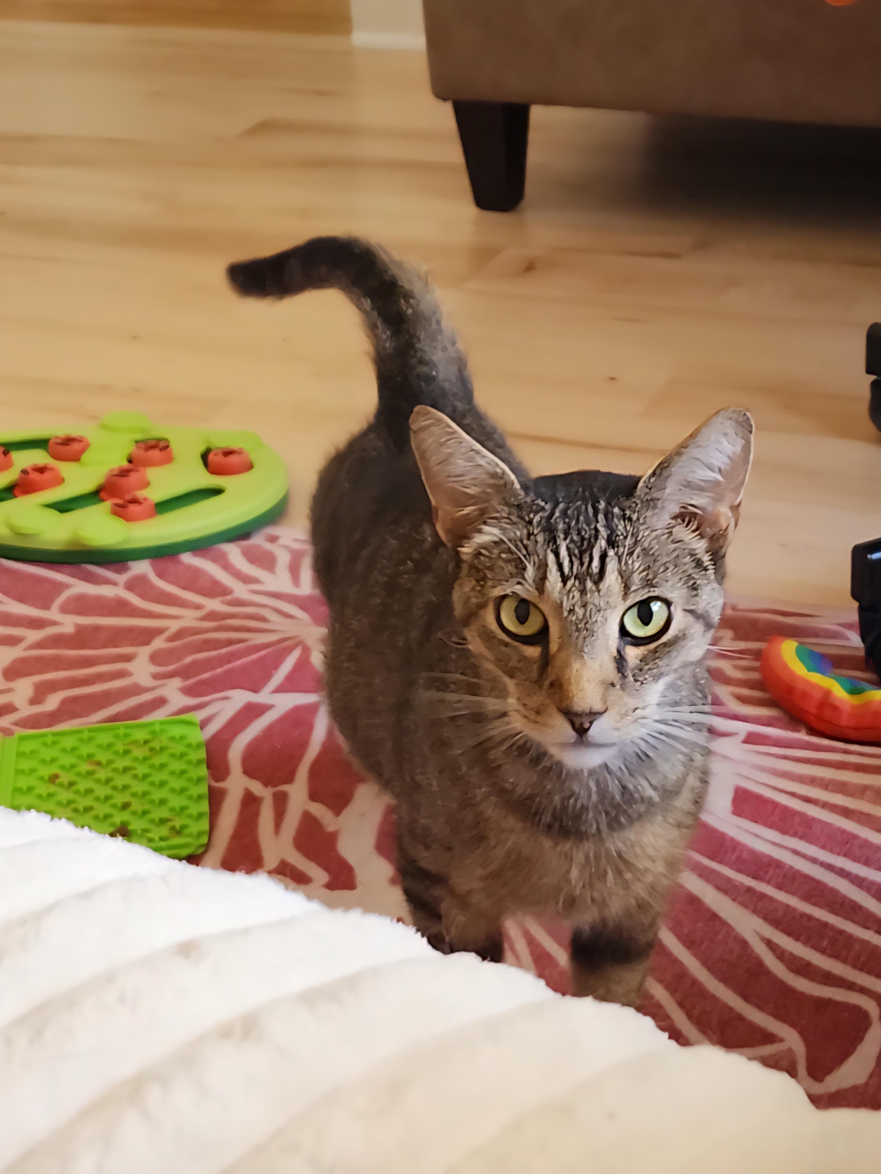 Enlarge Morty, a Adoptable Domestic Short Hair in Wilmington, NC image 1/4