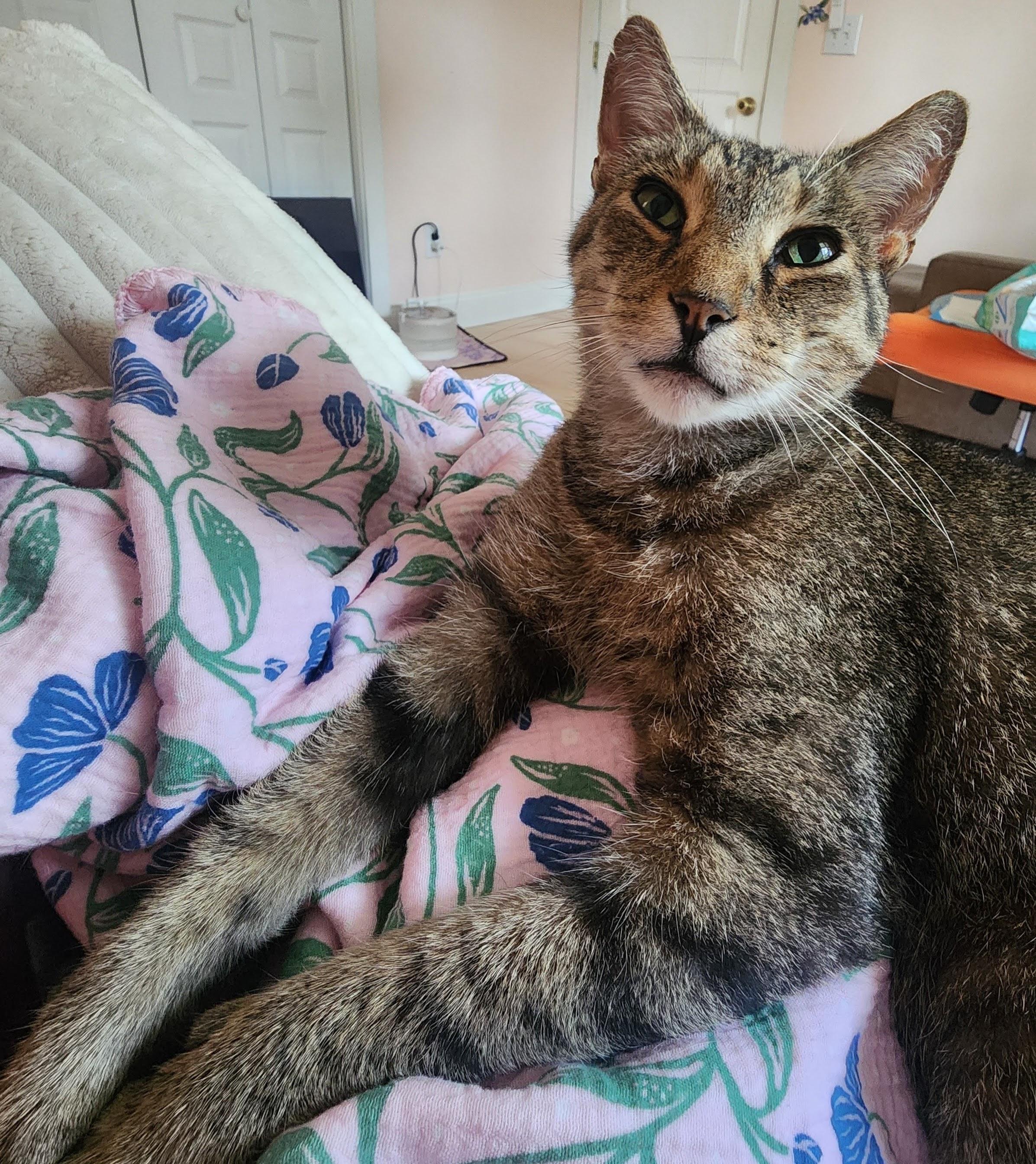 Enlarge Morty, a Adoptable Domestic Short Hair in Wilmington, NC image 2/4