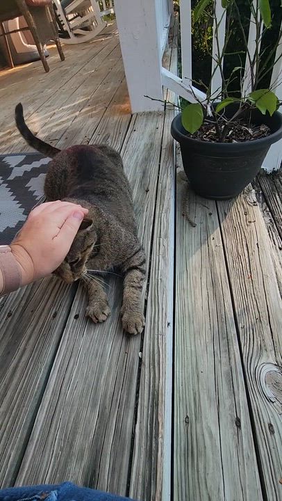 Enlarge Morty, a Adoptable Domestic Short Hair in Wilmington, NC video 4/4