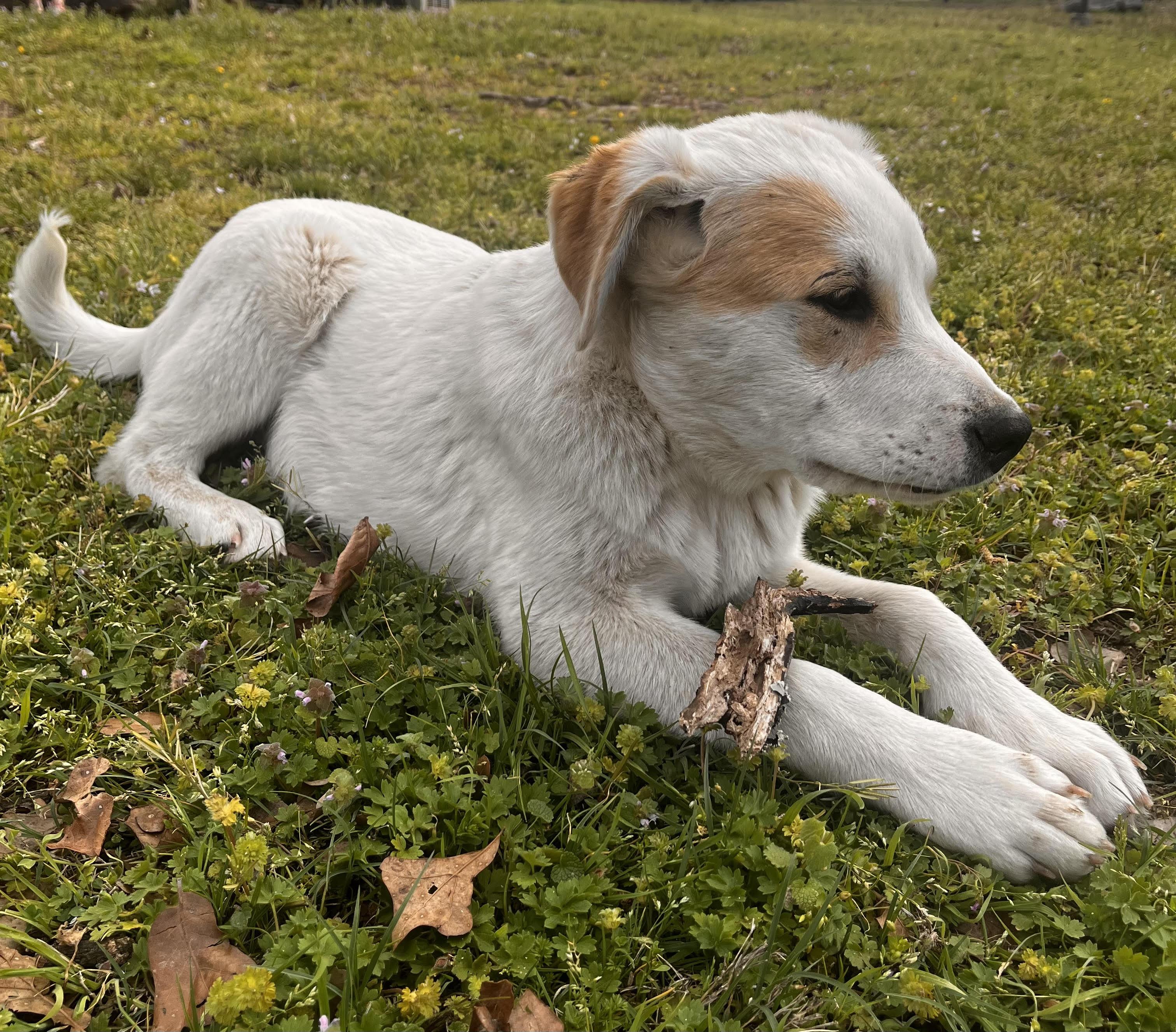 Nico, ADOPTABLE, Puppy Male Anatolian Shepherd & Great Pyrenees.