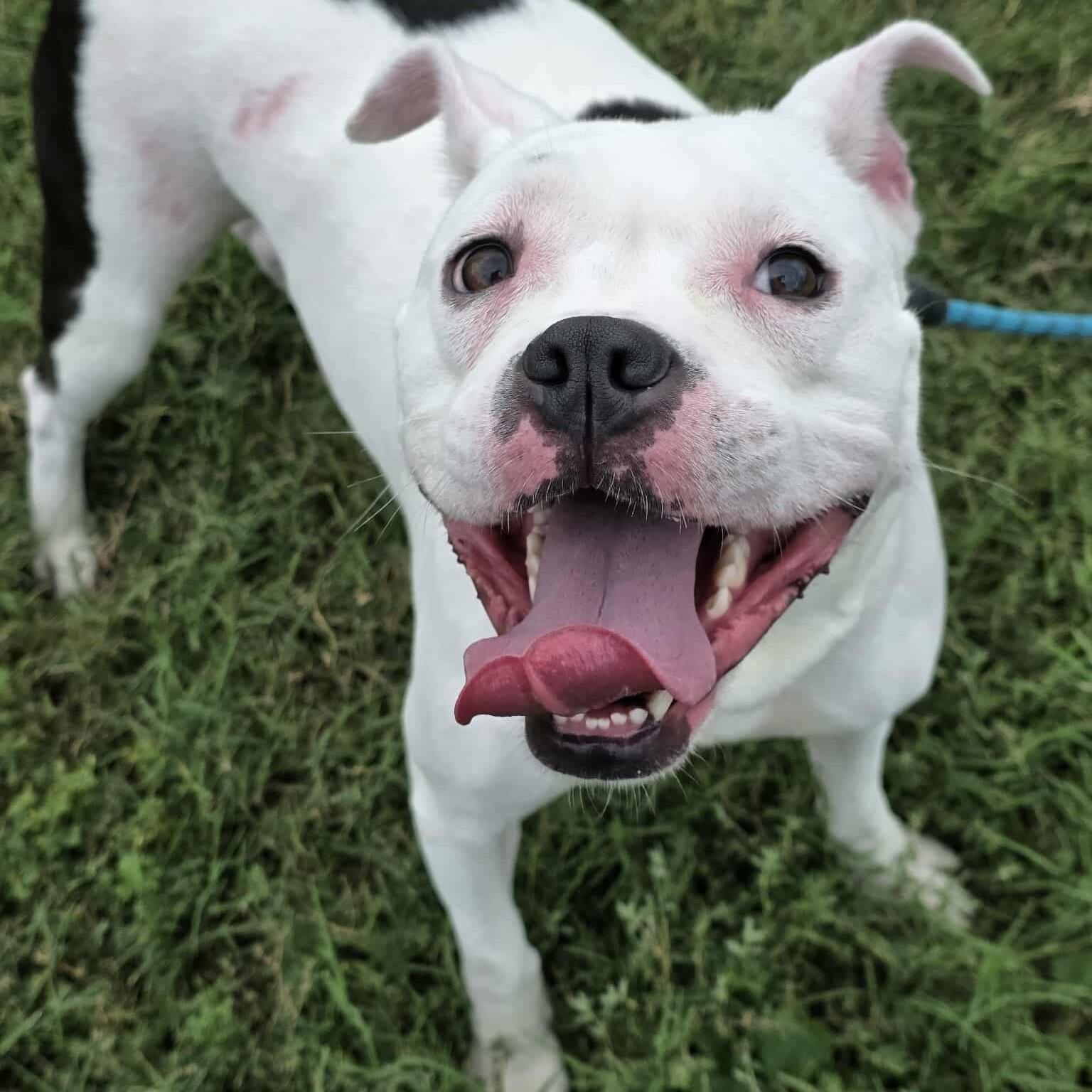 Enlarge Amora - **ADOPTION FEE WAIVED**, a Adoptable mixed breed in Houston, TX image 2/4