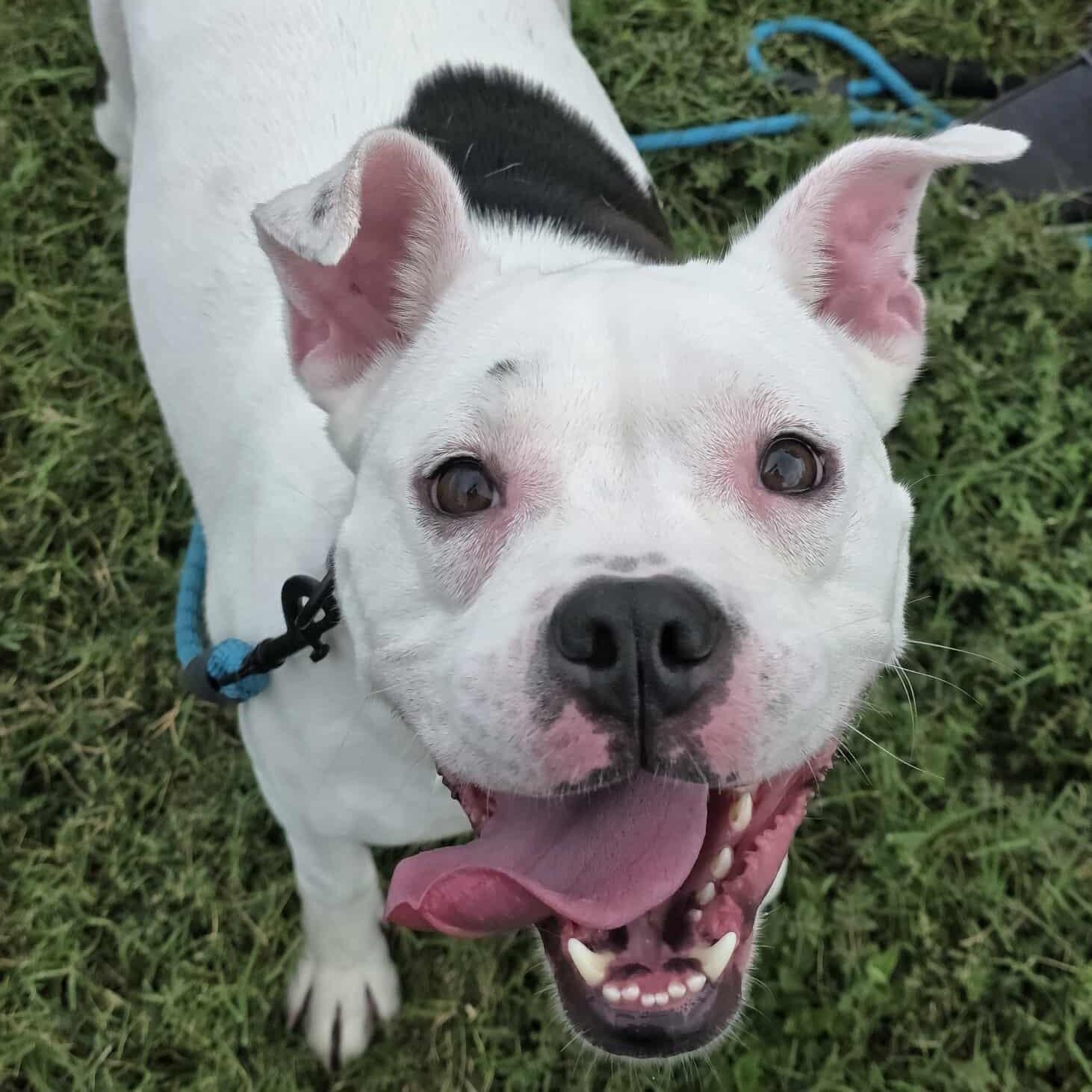 Enlarge Amora - **ADOPTION FEE WAIVED**, a Adoptable mixed breed in Houston, TX image 3/4