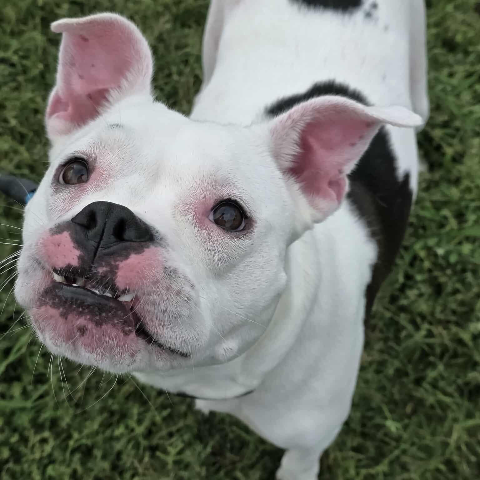 Enlarge Amora - **ADOPTION FEE WAIVED**, a Adoptable mixed breed in Houston, TX image 4/4