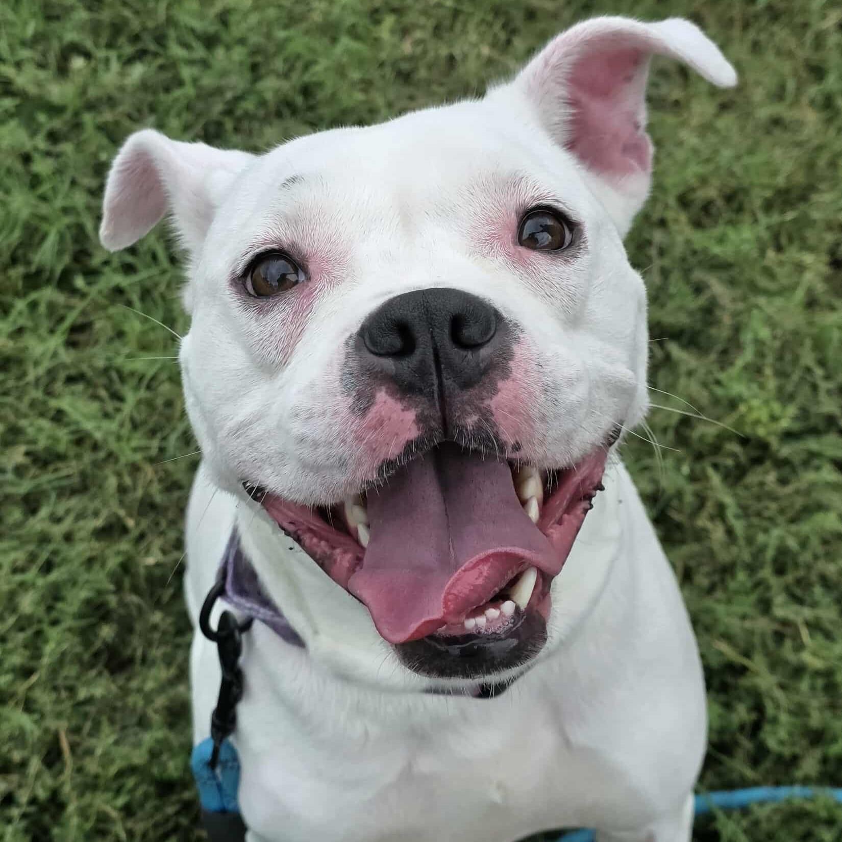 Amora - **ADOPTION FEE WAIVED**, Adoptable, Adult Female Pit Bull Terrier & Boxer.