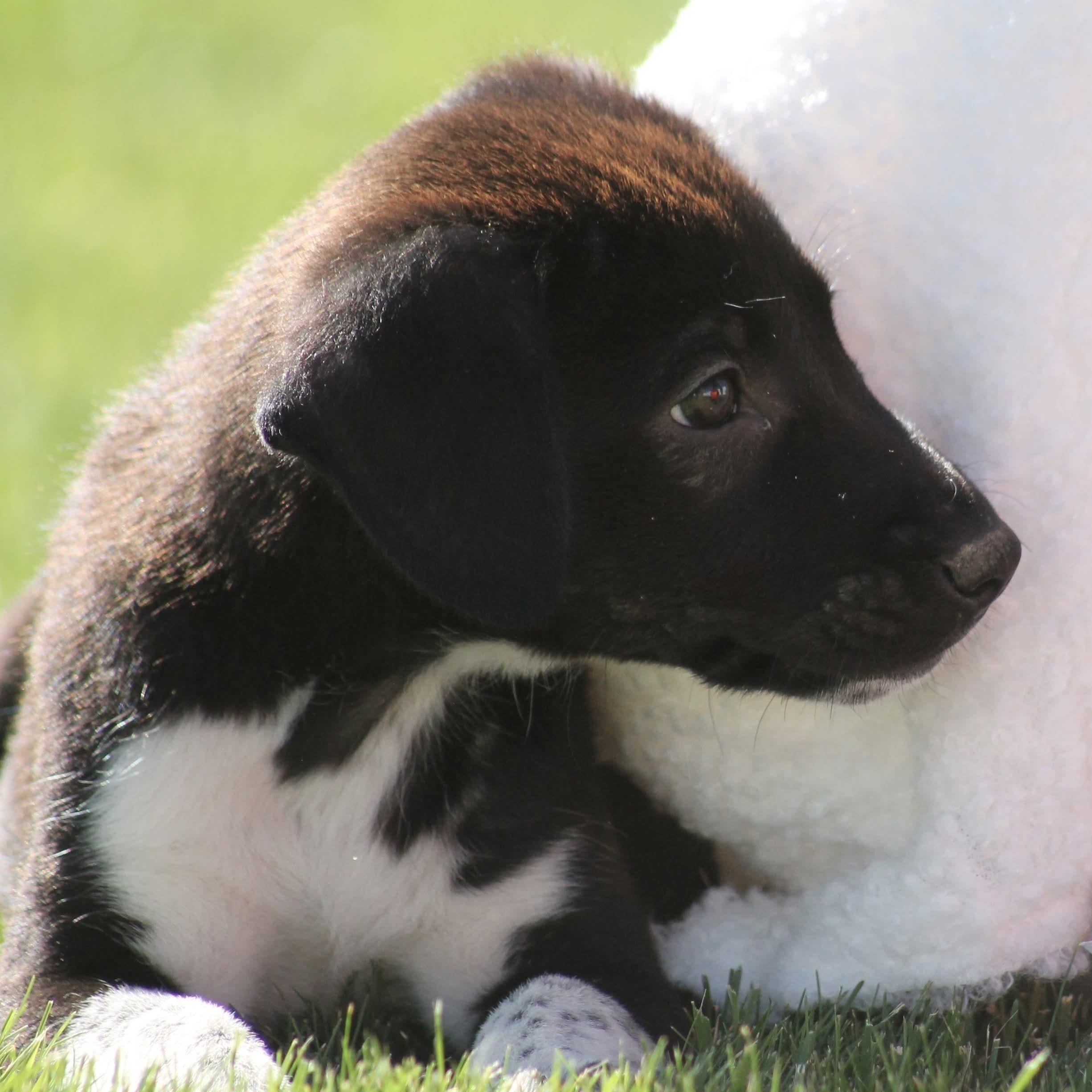 Enlarge Jaimie, a Adoptable mixed breed in Kentwood, MI image 3/3