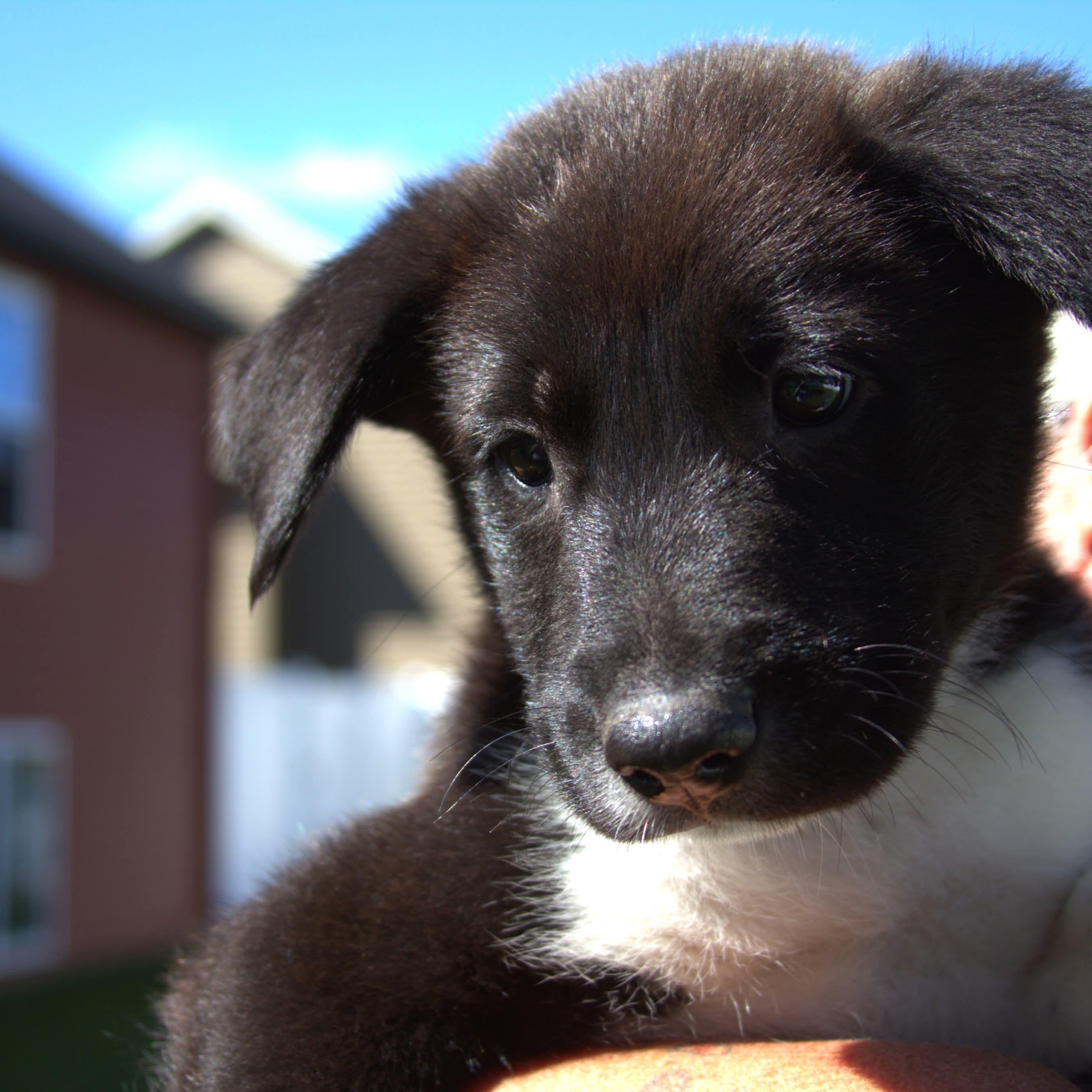 Jaimie, Adoptable, Puppy Female Australian Shepherd.