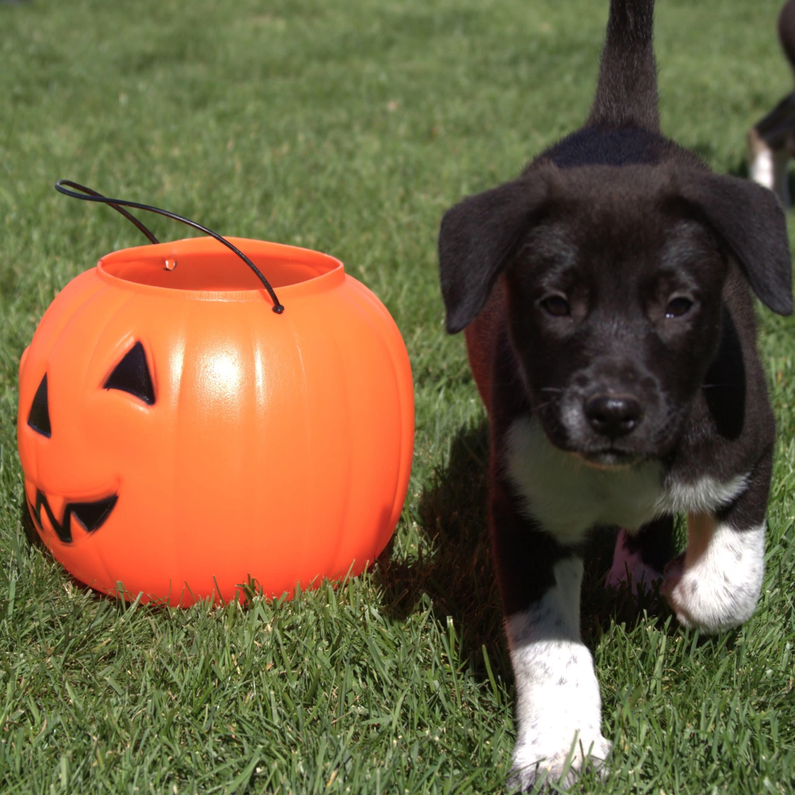 Enlarge Jaimie, a Adoptable mixed breed in Kentwood, MI image 2/3