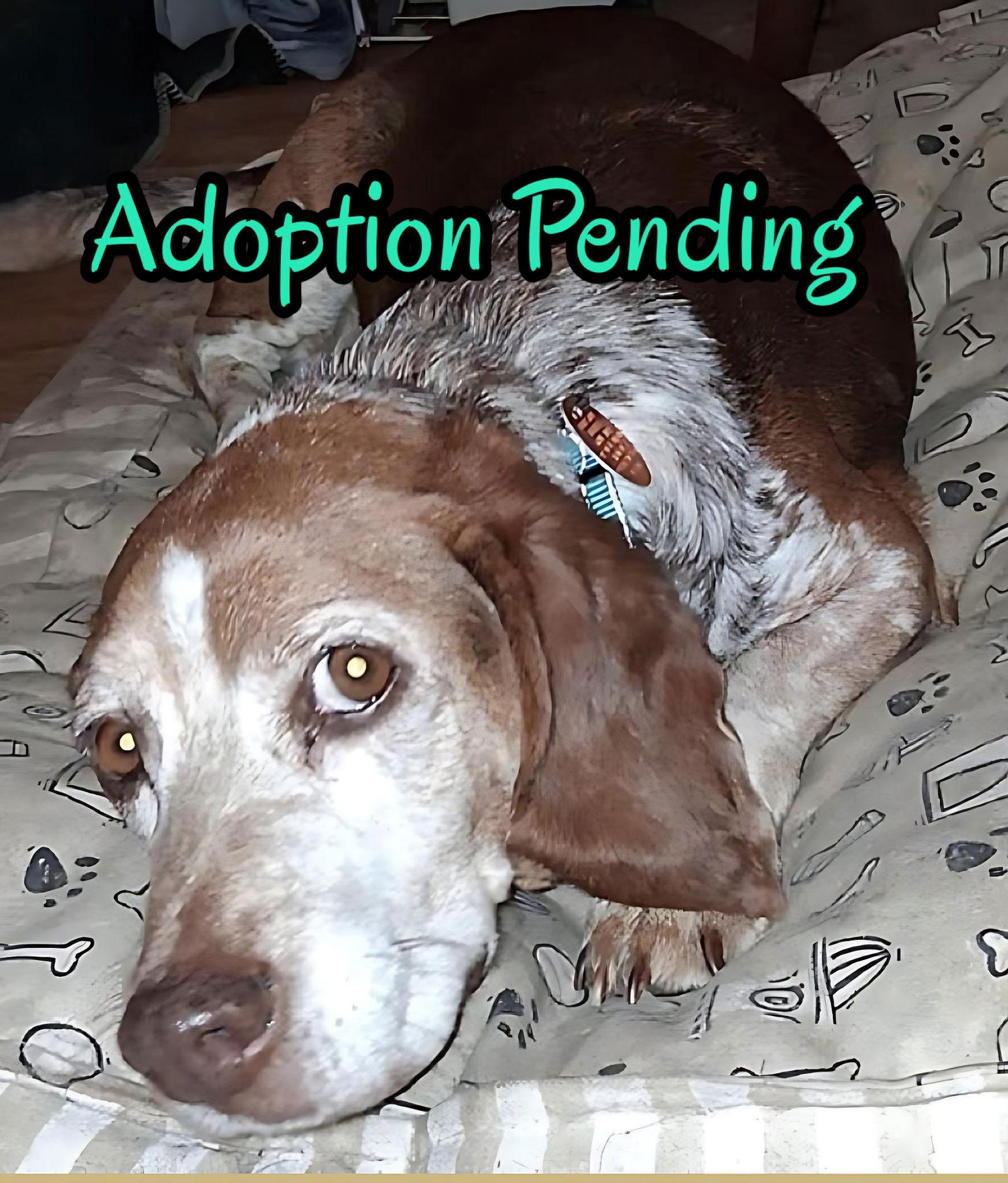 Frank, Adopted, Adult Male Beagle.