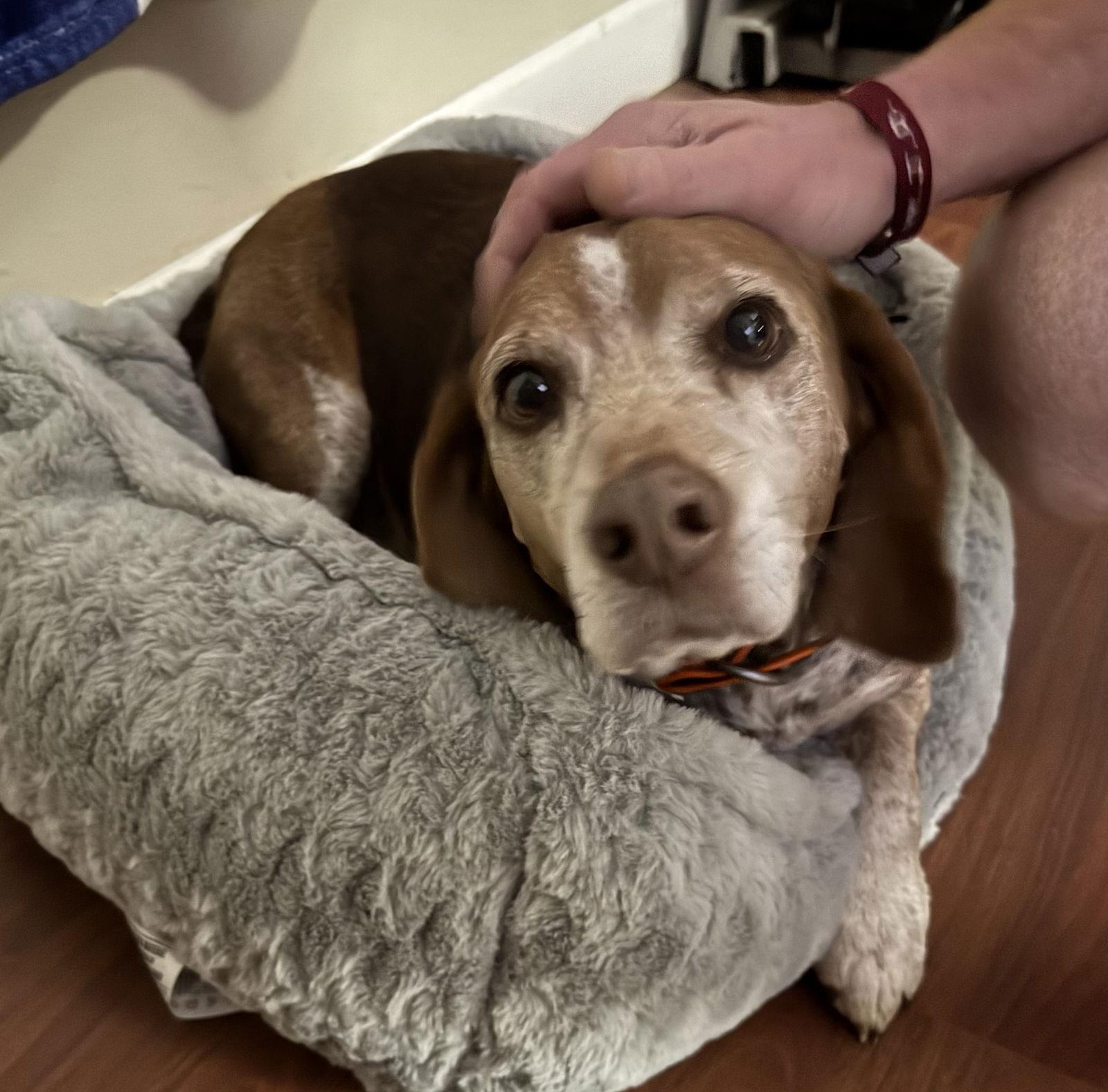 Frank, a Adopted Beagle in Dunnellon, FL image 2/3