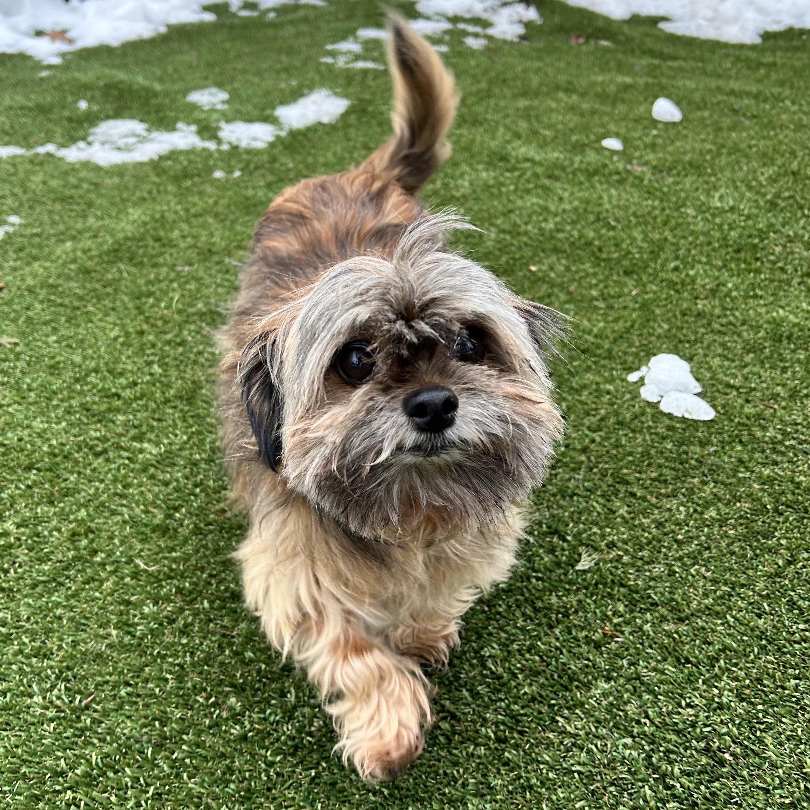 Enlarge sassy, an adopted mixed breed in Huntington, NY image 1/1