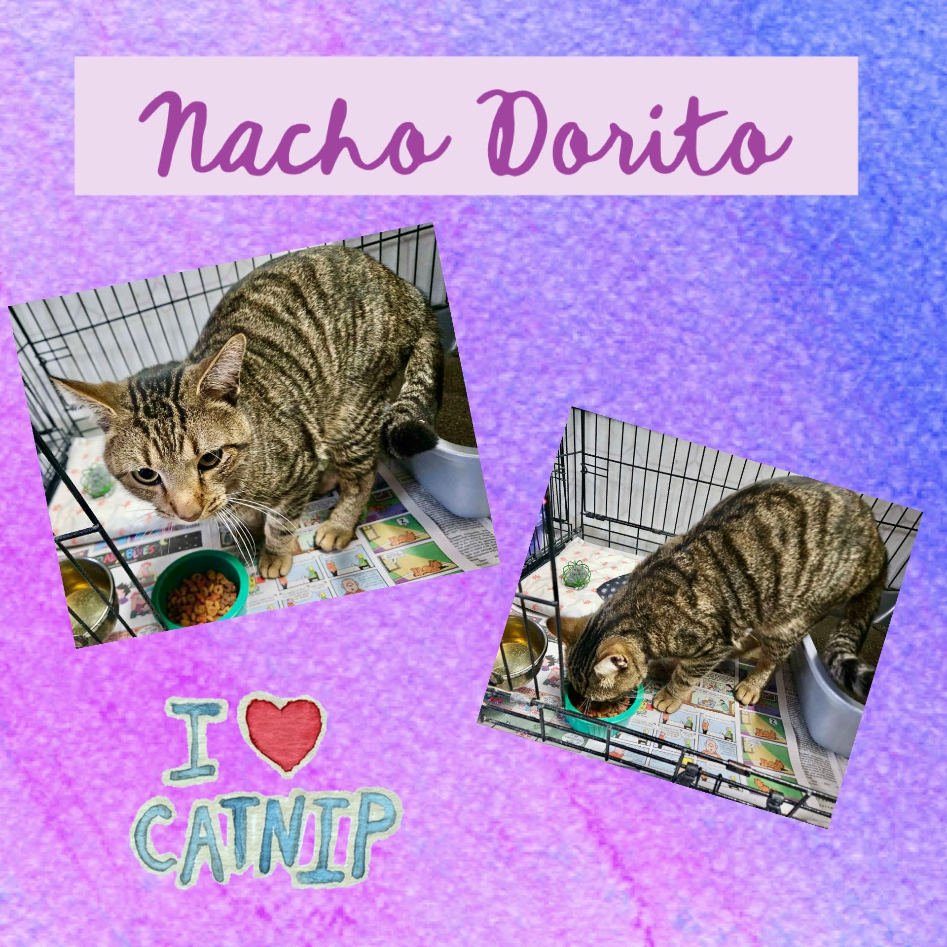 Enlarge Nacho Dorito, a ADOPTABLE Domestic Short Hair in Monticello, IN image 1/1