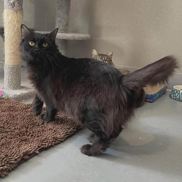 Shirley, a Adoptable Domestic Medium Hair in CHANUTE, KS image 2/3