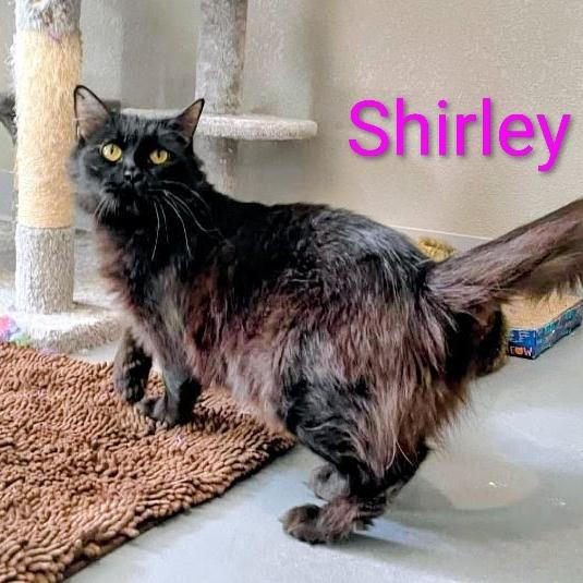 Shirley, a Adoptable Domestic Medium Hair in CHANUTE, KS image 3/3