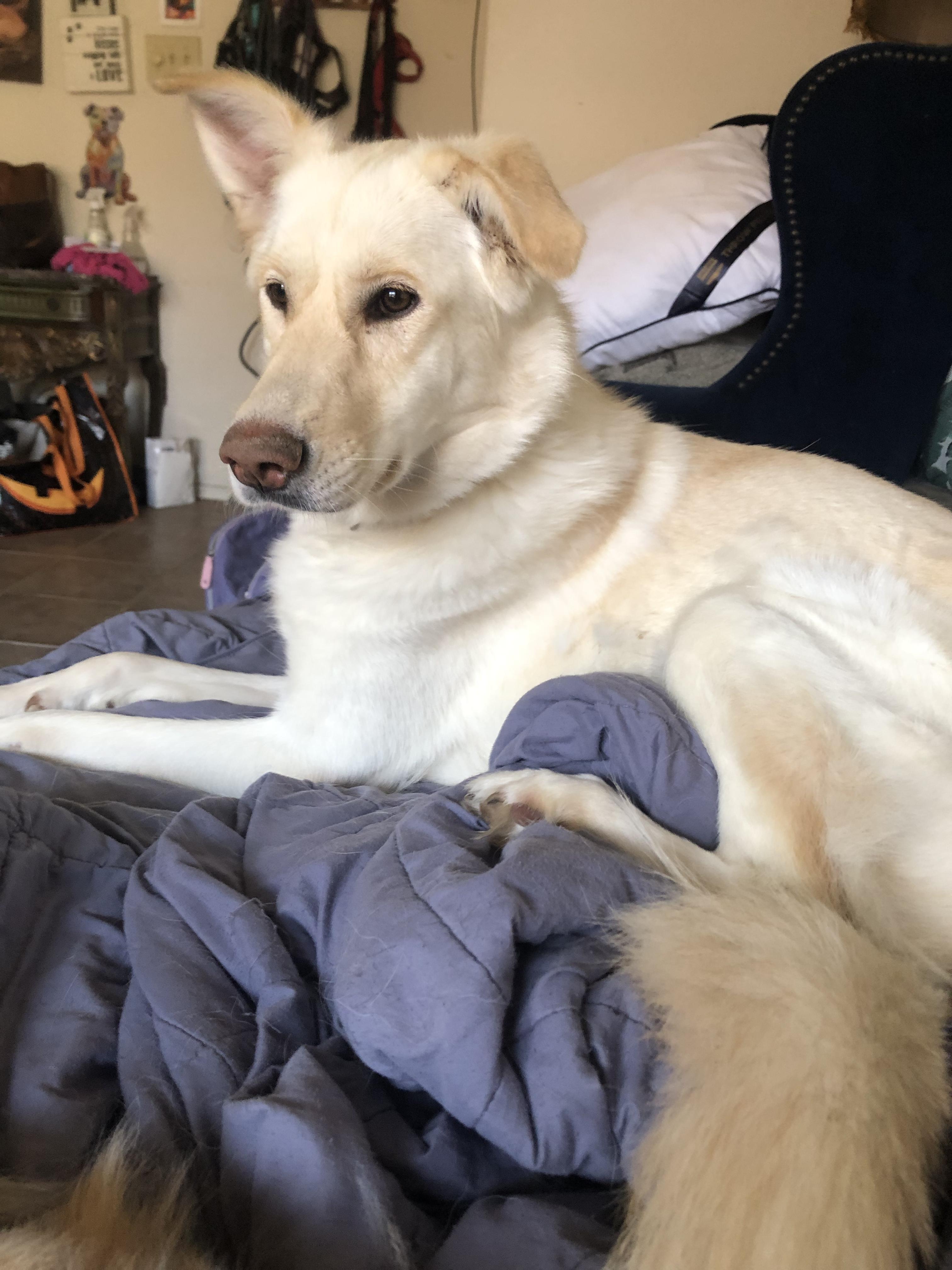 Enlarge Autumn, a Adoptable mixed breed in Cypress, TX image 3/4