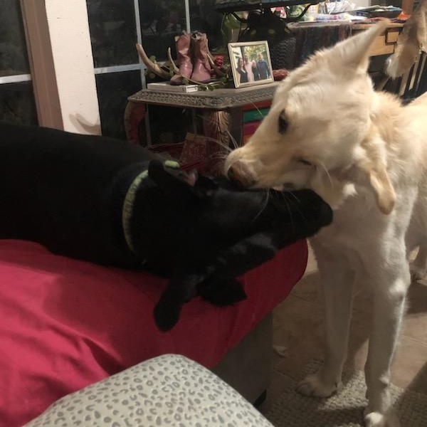 Enlarge Autumn, a Adoptable mixed breed in Cypress, TX image 4/4